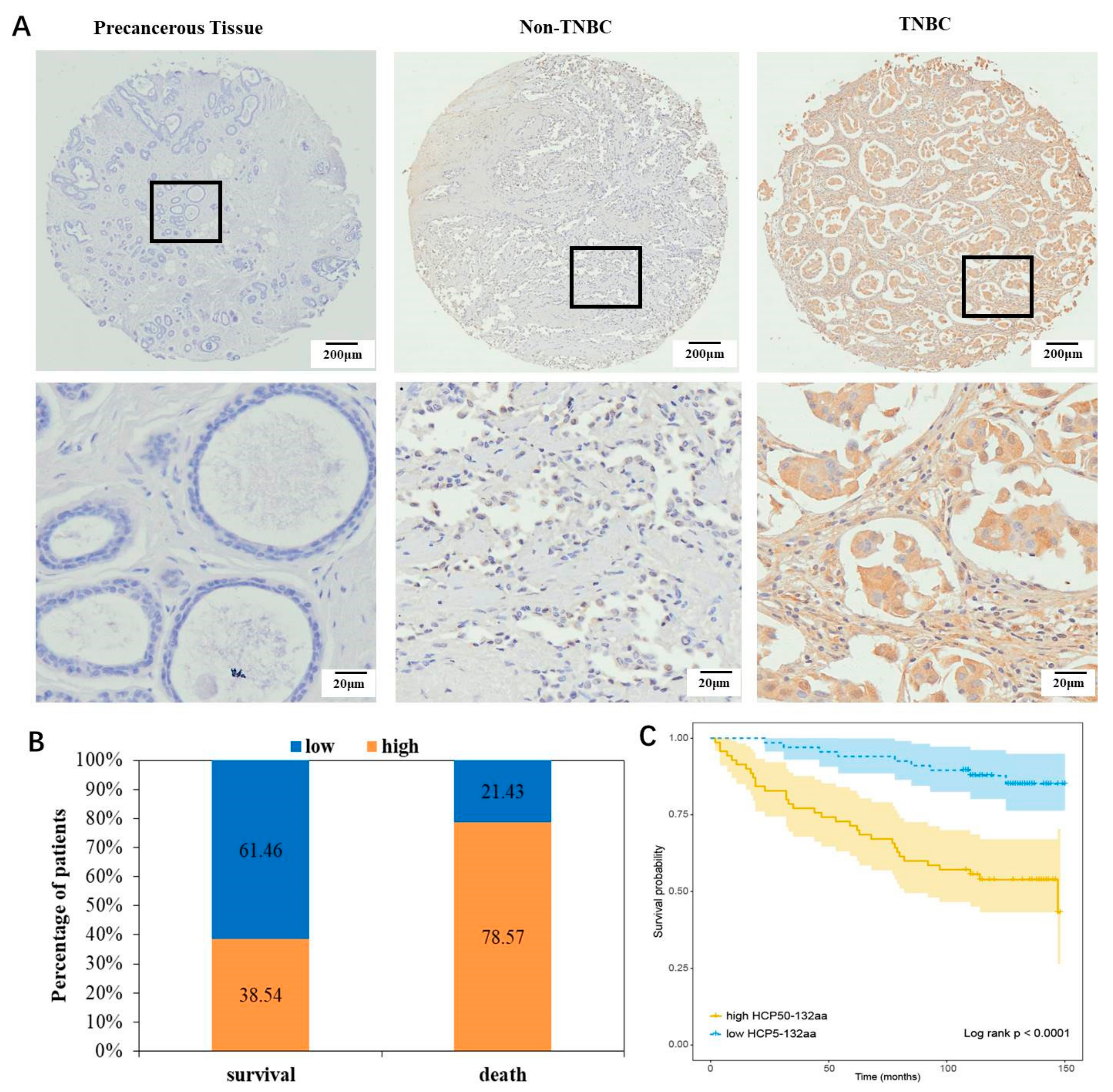 Cancers 15 01880 g002 Cancers 15 01880 g002