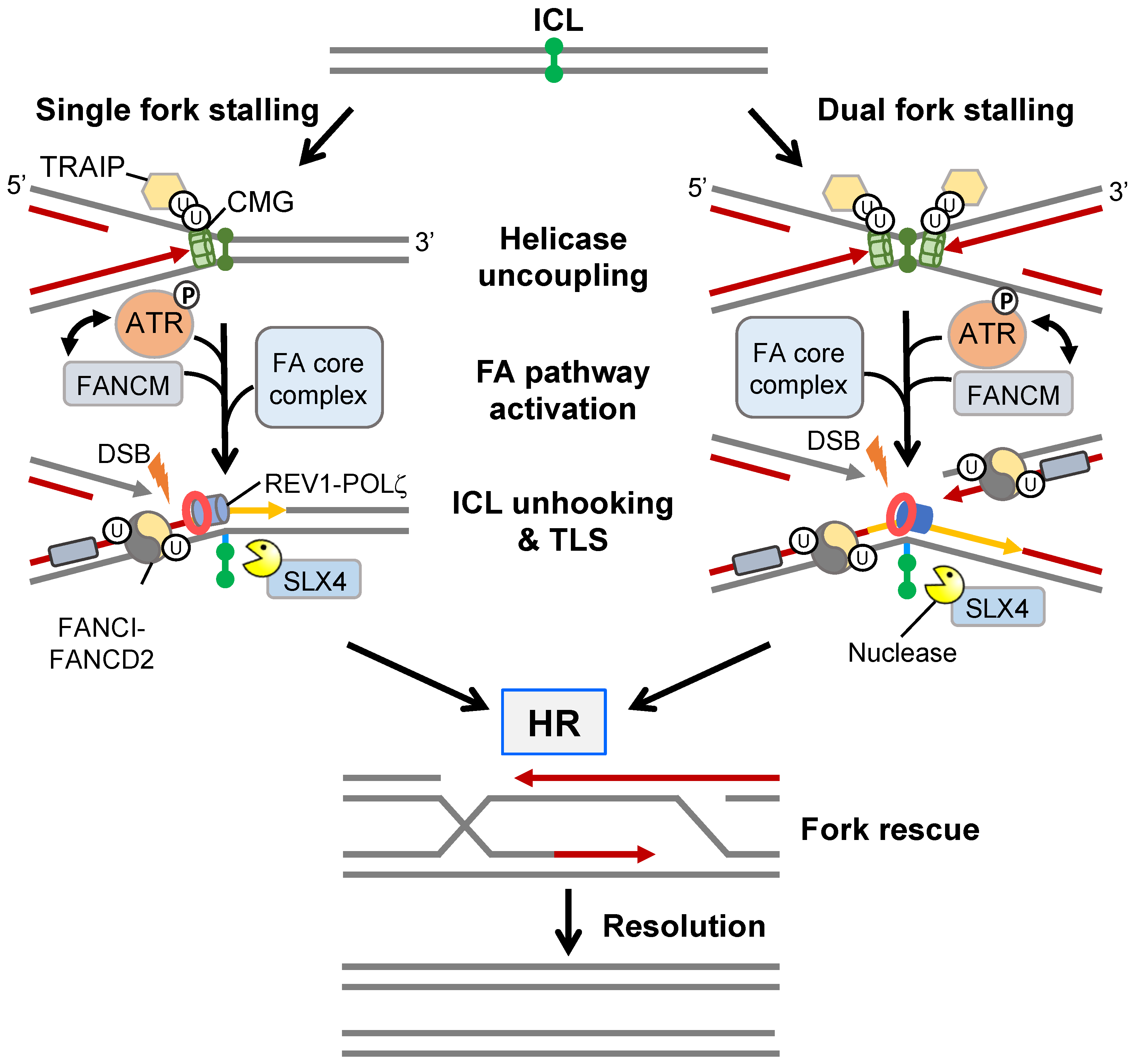 Cancers 15 01897 g004 Cancers 15 01897 g004