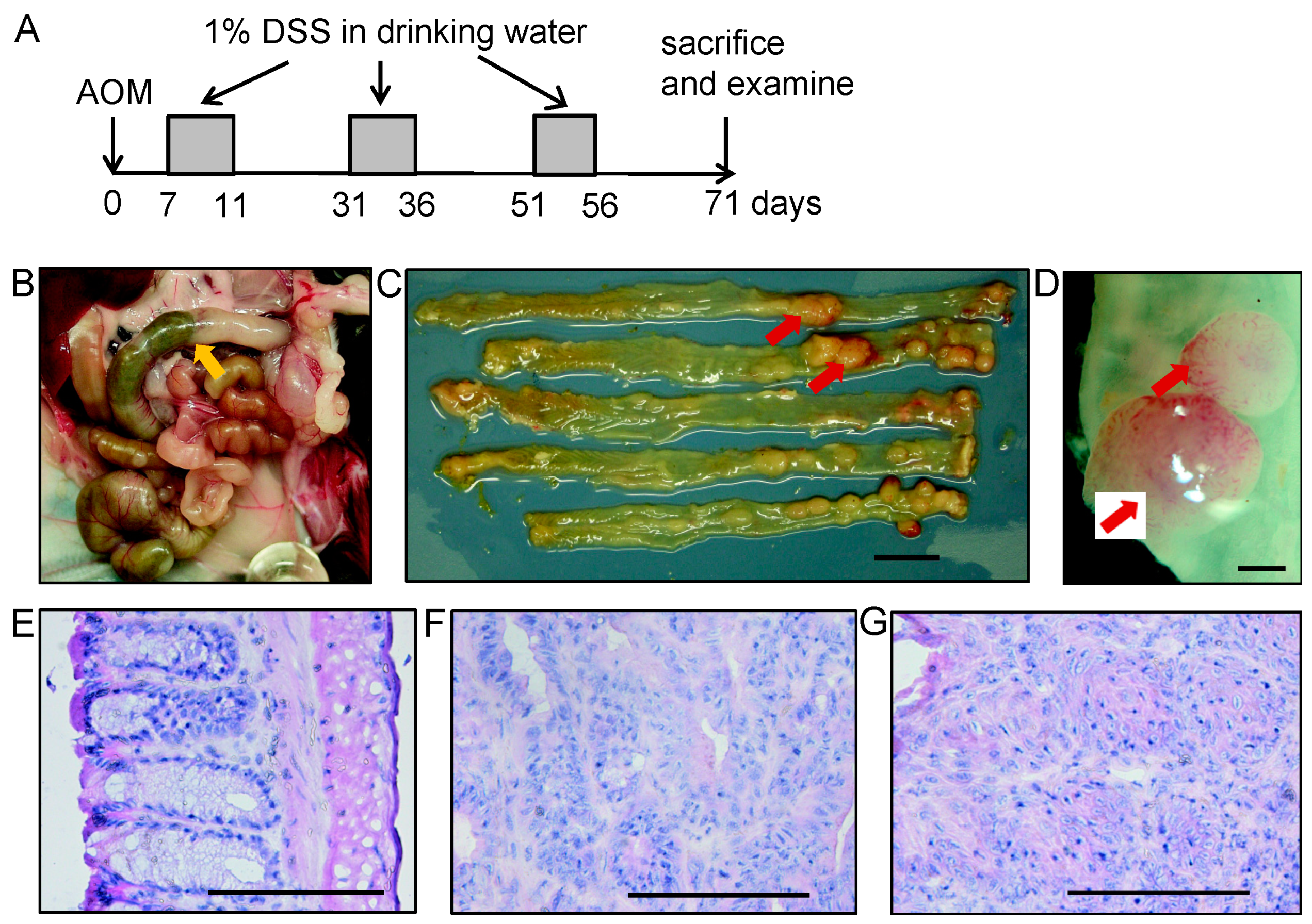 Cancers 15 01920 g001