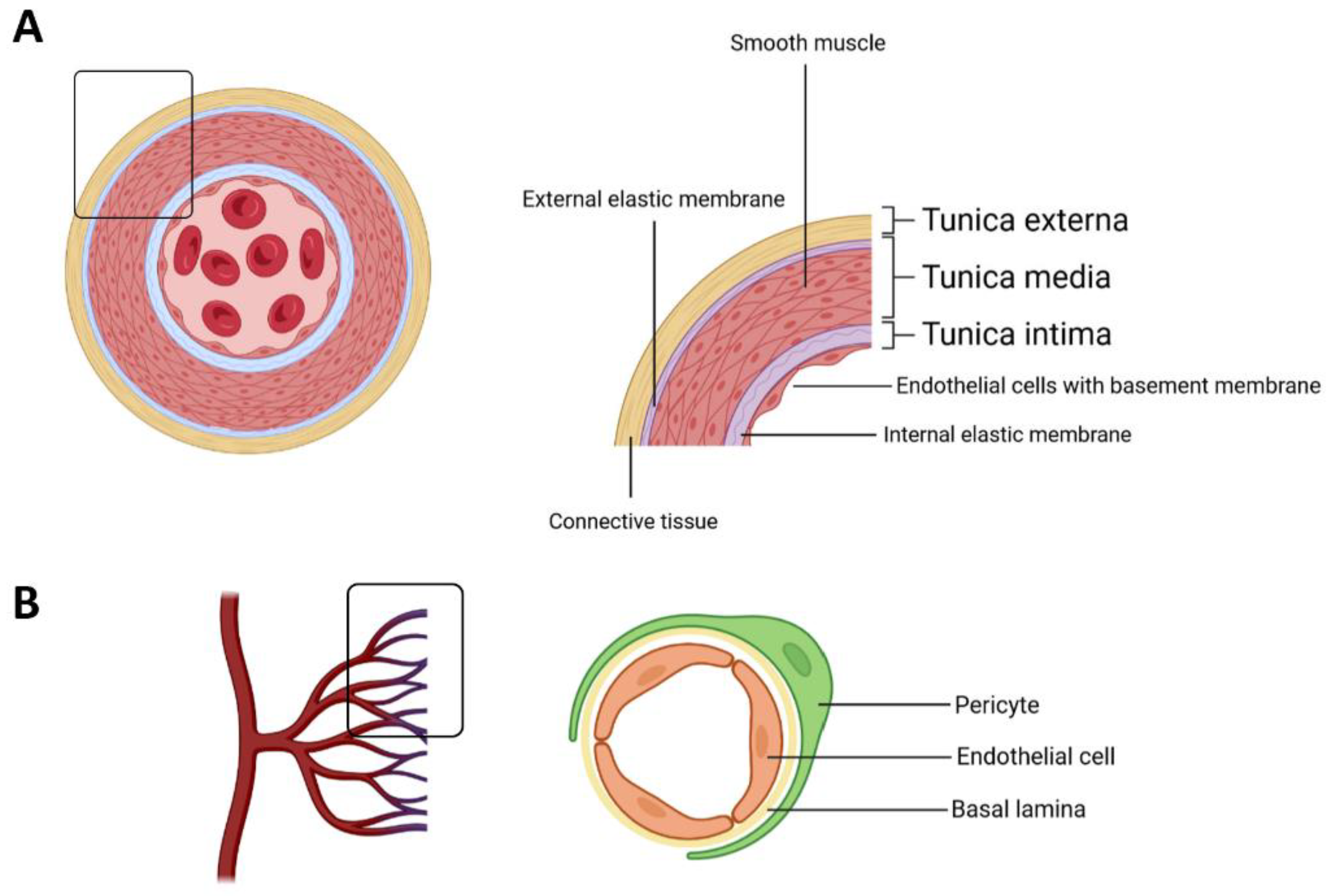 Role of Endothelial Cell Metabolism in Biology Diagrams