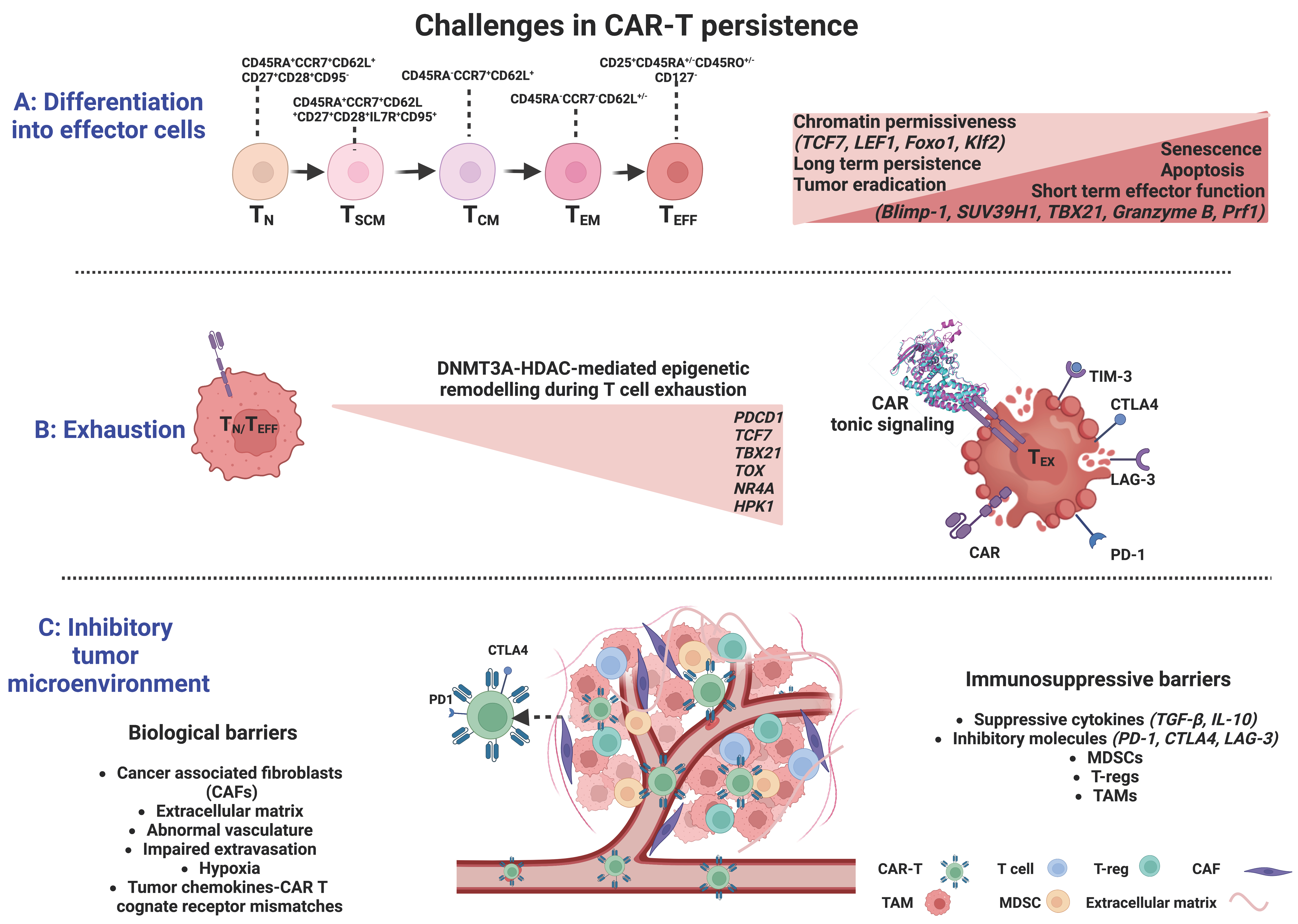 Transient rest restores functionality in exhausted CAR-T cells