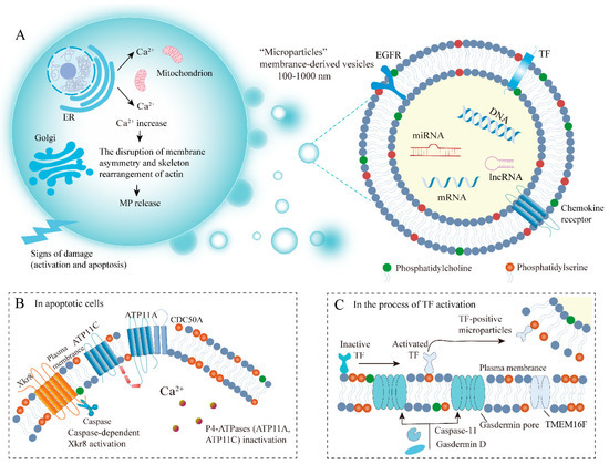Microparticle Phosphatidylserine Mediates Coagulation