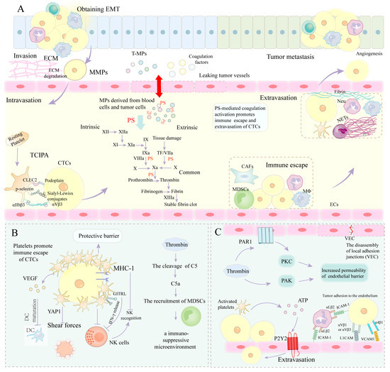 Microparticle Phosphatidylserine Mediates Coagulation: Involvement