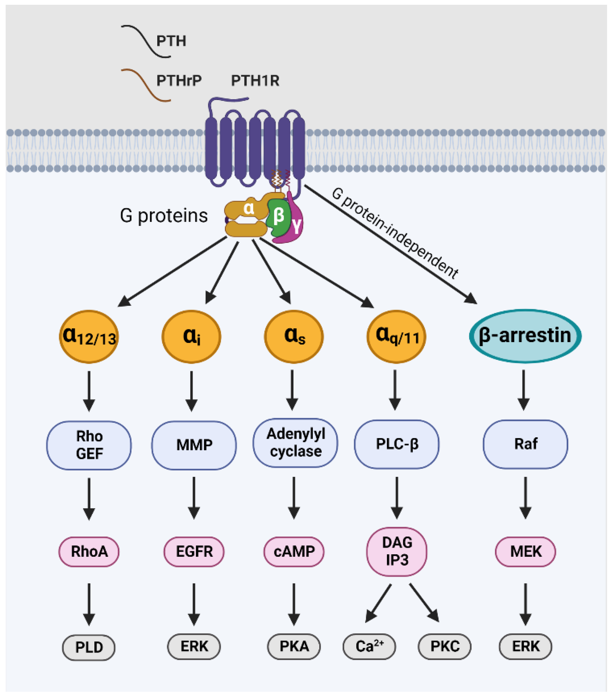 Where Would You Find The Receptor For Pth Cancers | Free Full-Text | Parathyroid Hormone-Related Protein