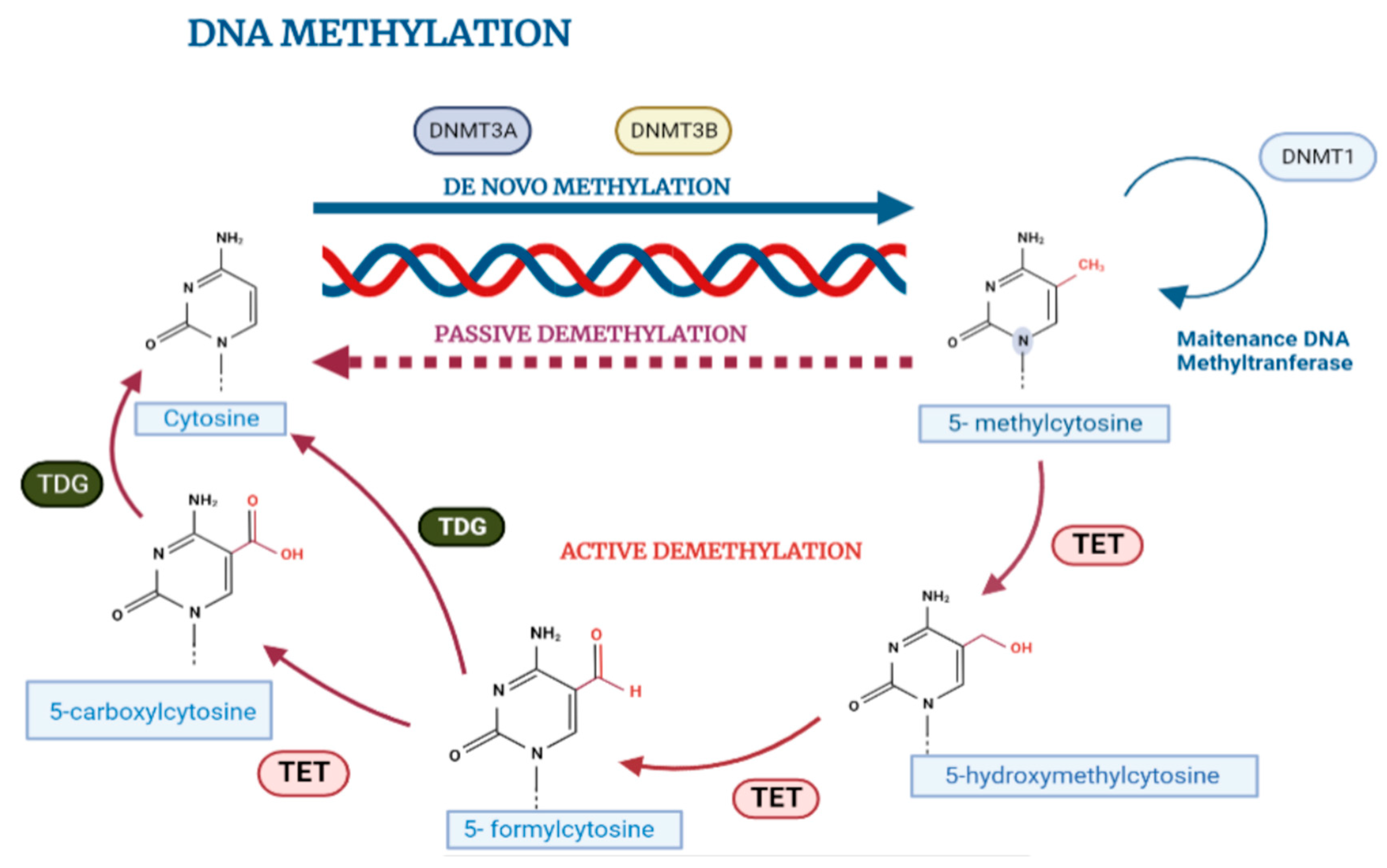 Wide DNA Methylation Landscape in Three ... Biology Diagrams