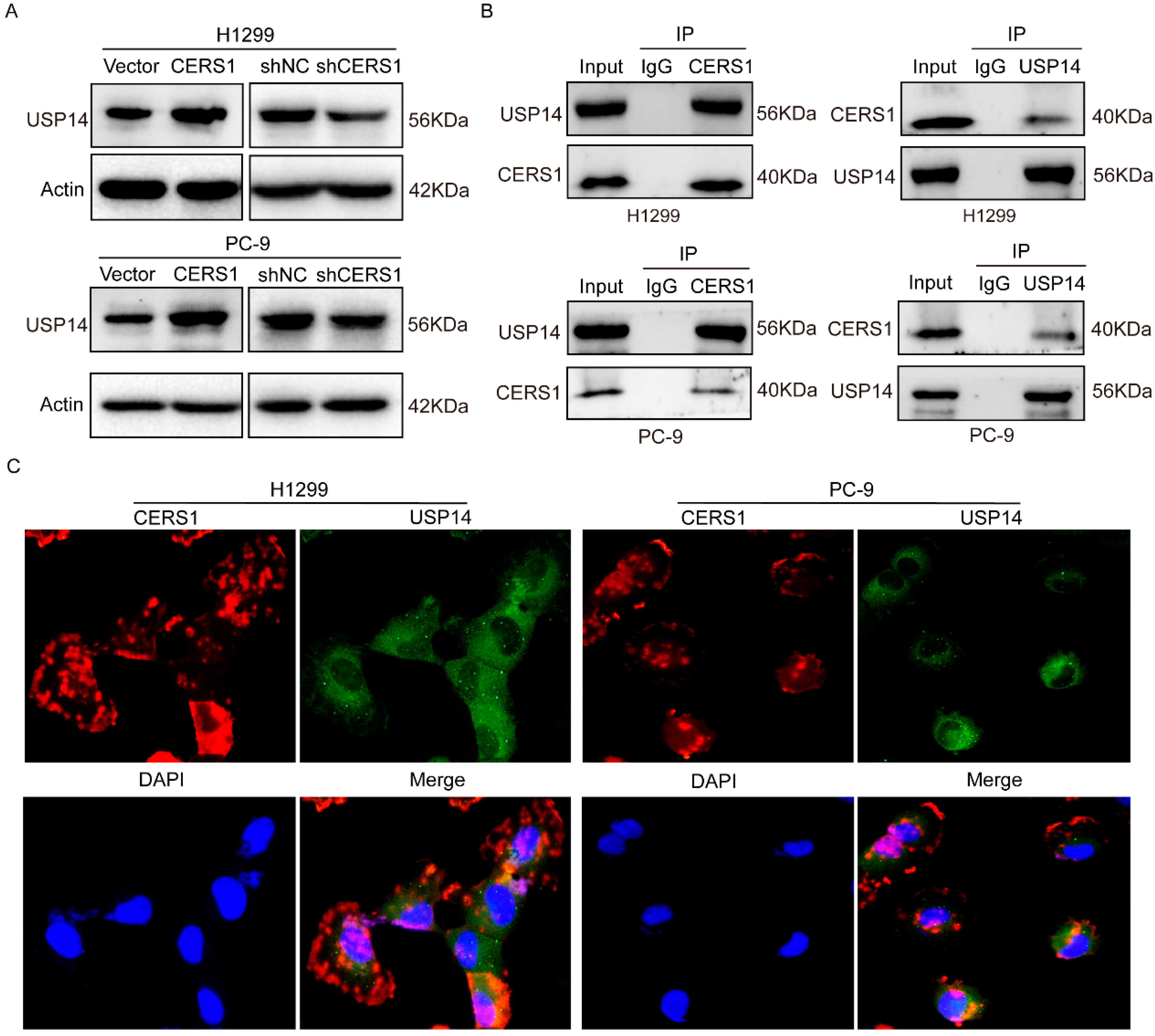 Cancers 15 01994 g003
