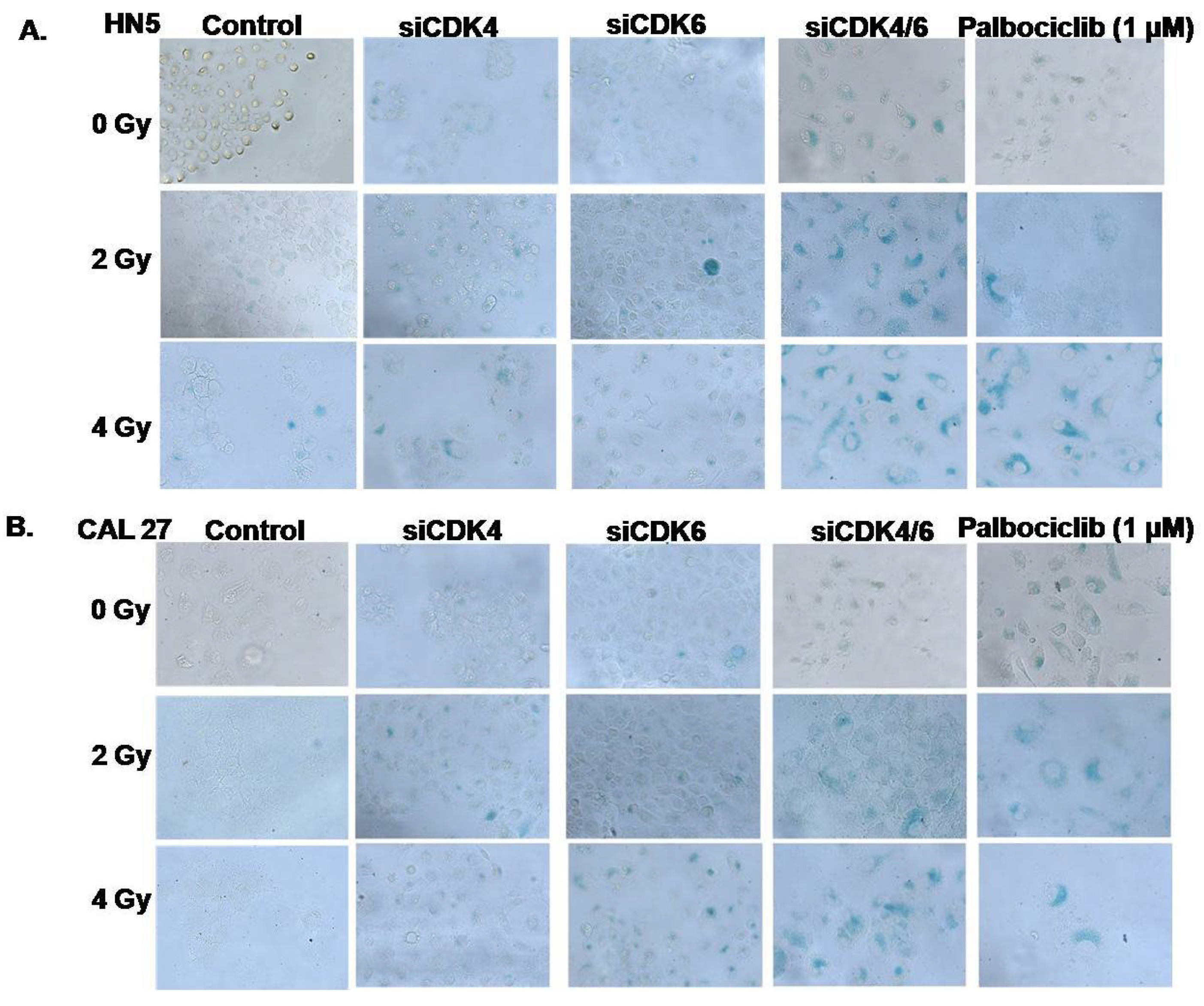 Cancers 15 02005 g004