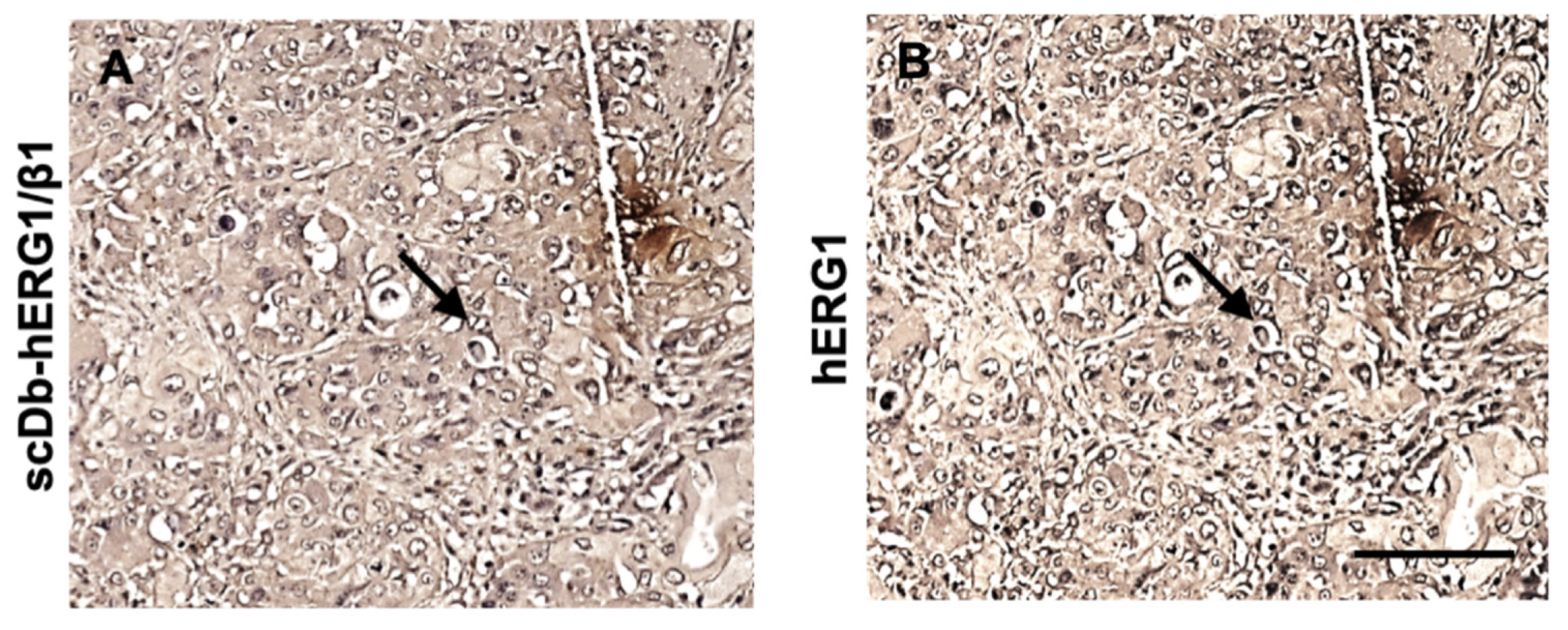 Cancers 15 02013 g002 Cancers 15 02013 g002