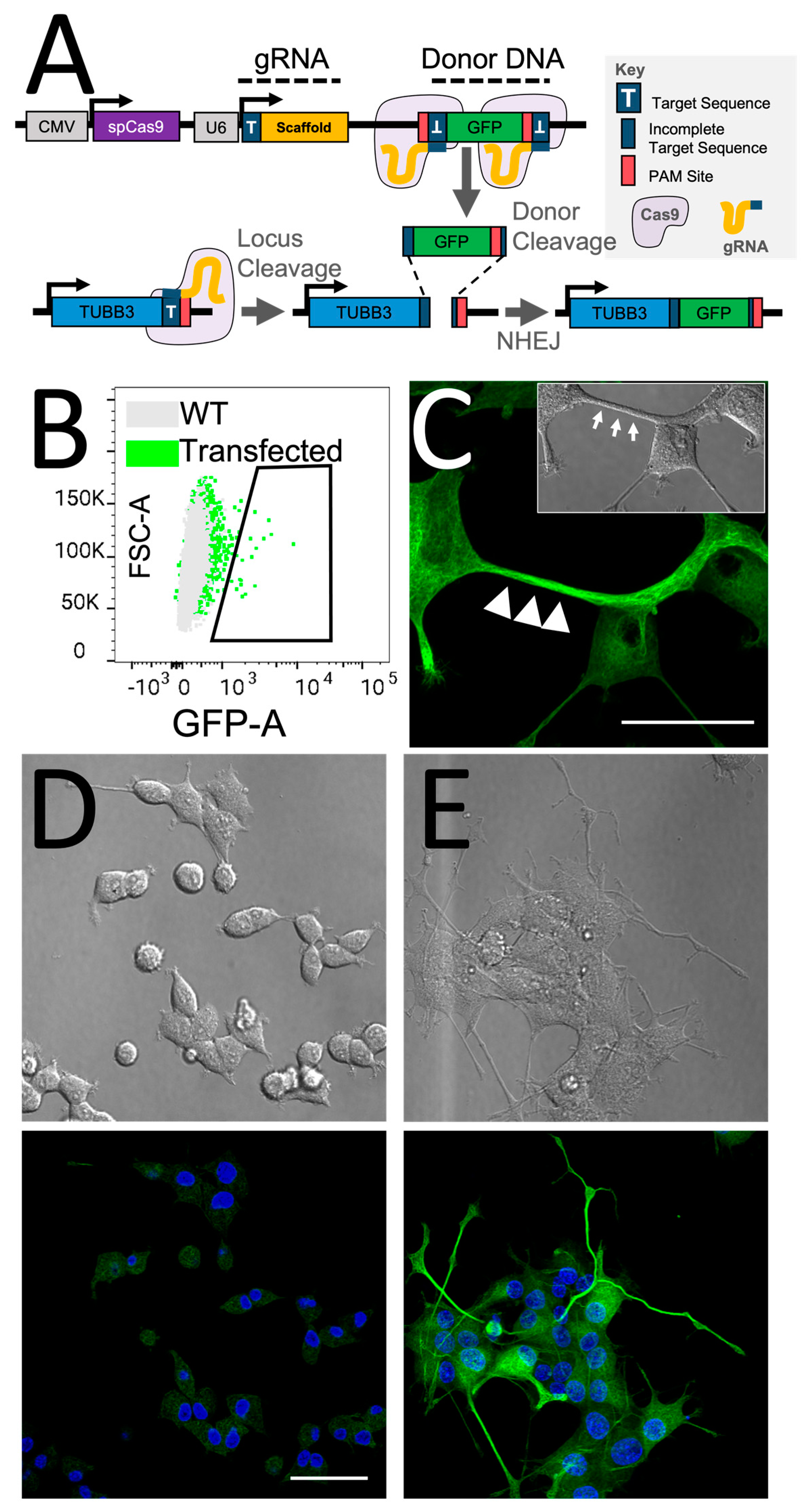 Cancers 15 02026 g002