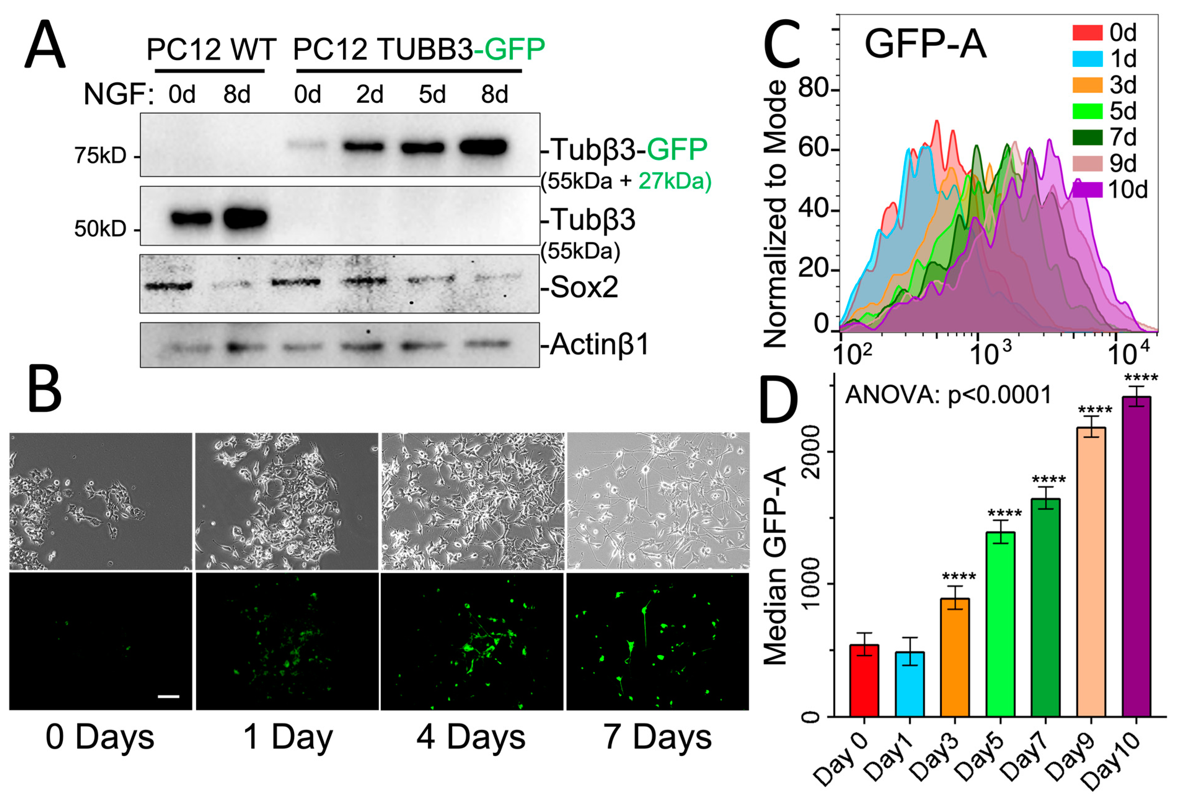 Cancers 15 02026 g003