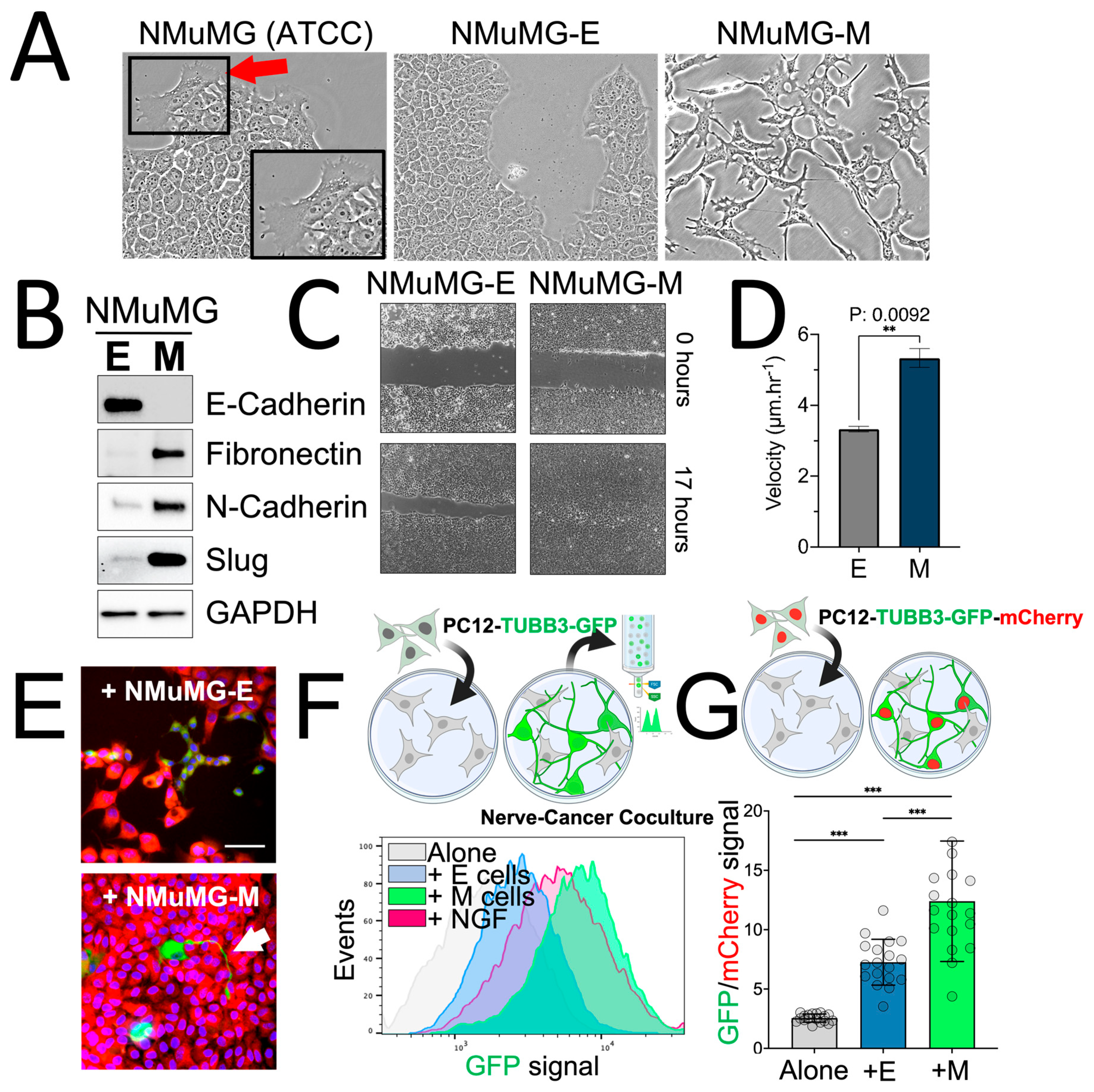 Cancers 15 02026 g005