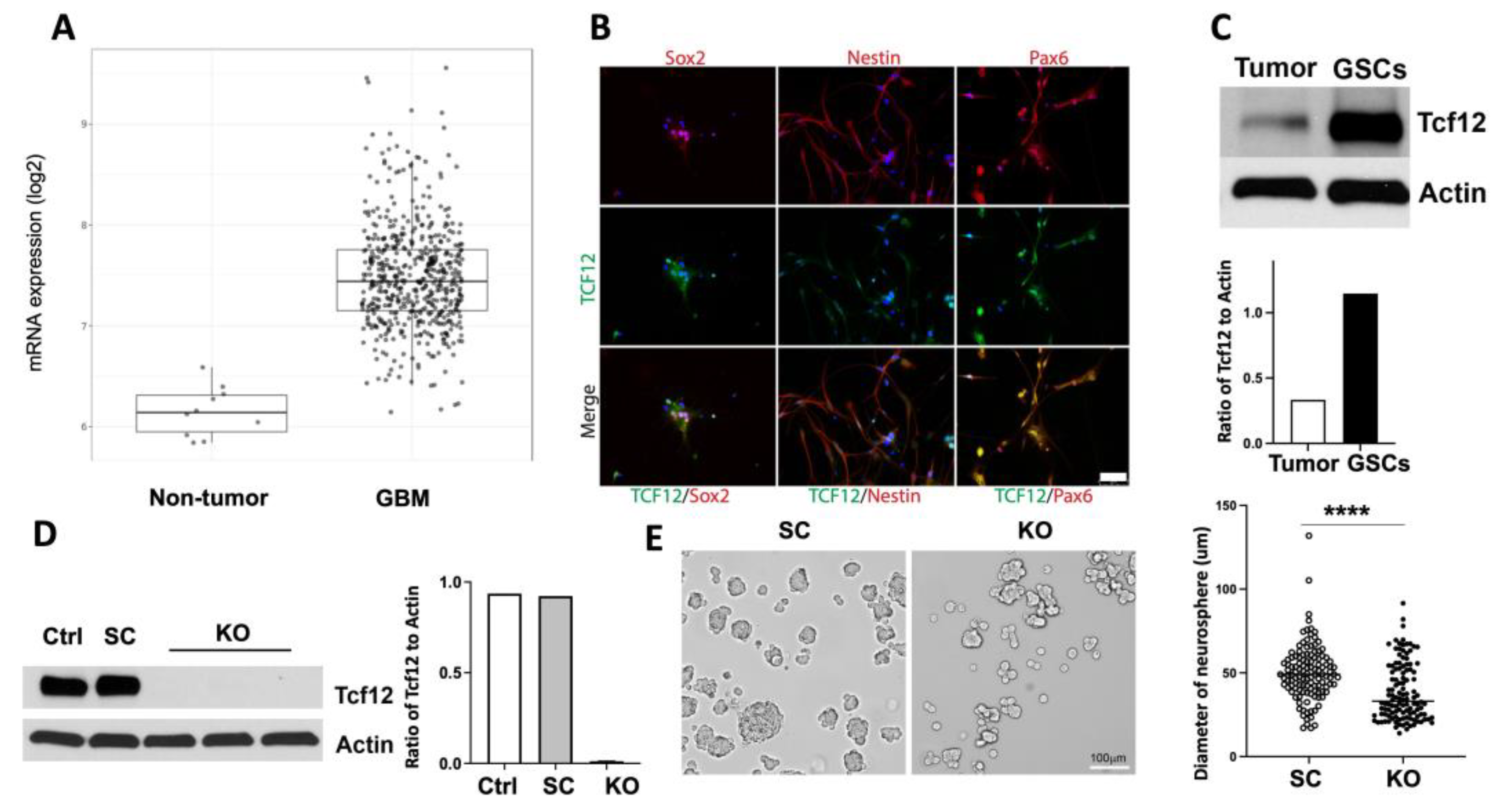 Cancers 15 02033 g001