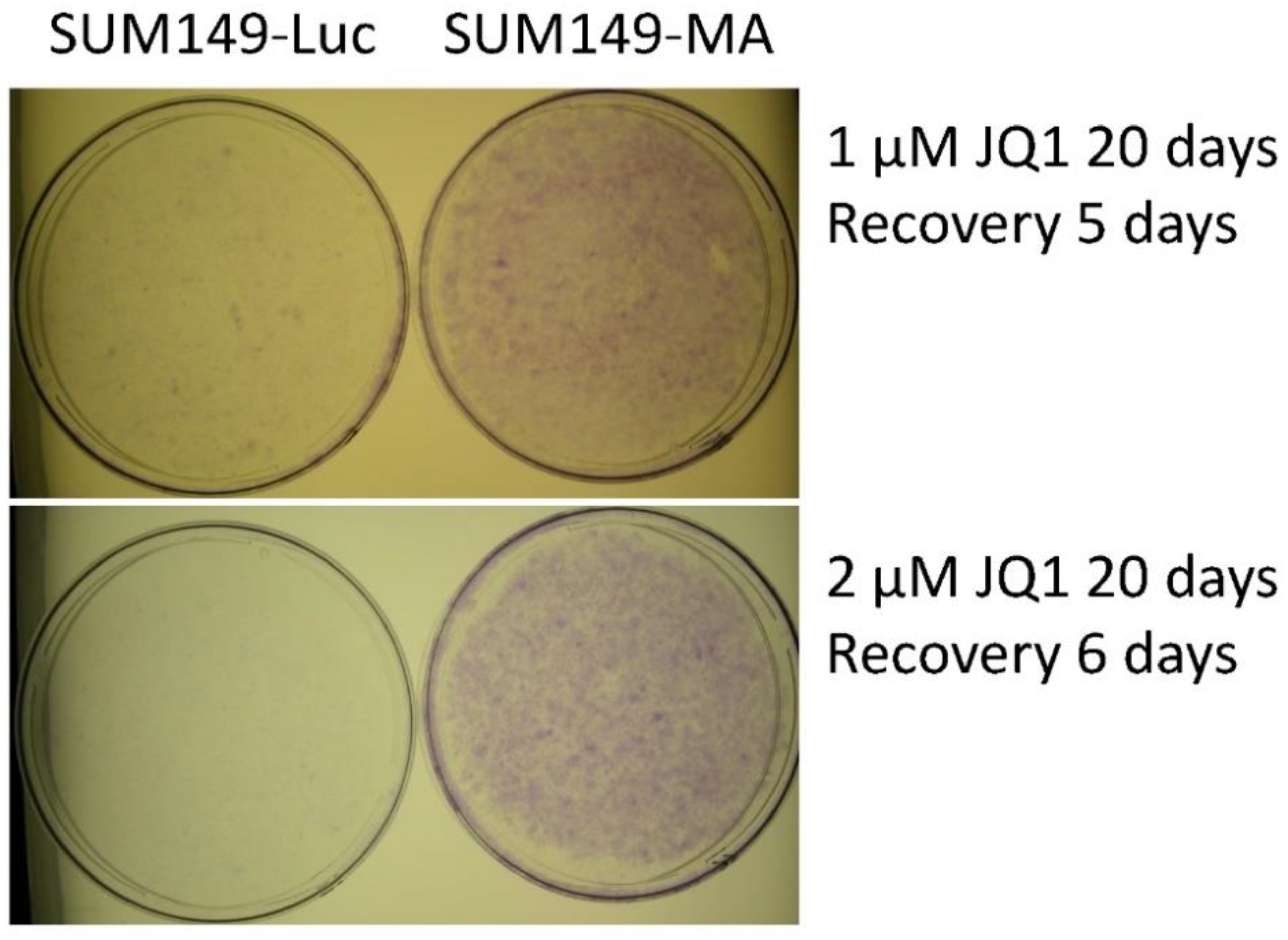 Cancers 15 02036 g001 Cancers 15 02036 g001
