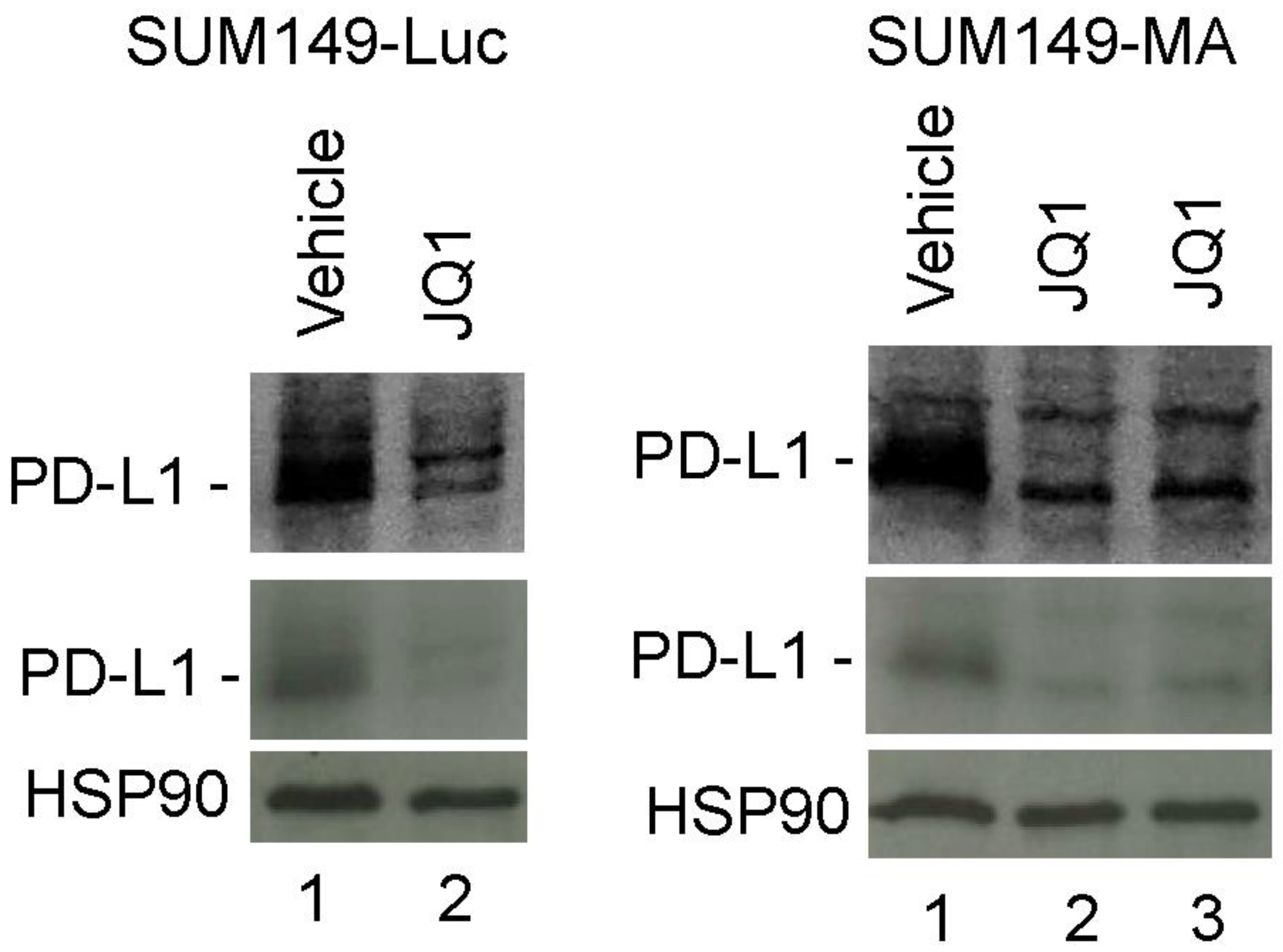 Cancers 15 02036 g005 Cancers 15 02036 g005