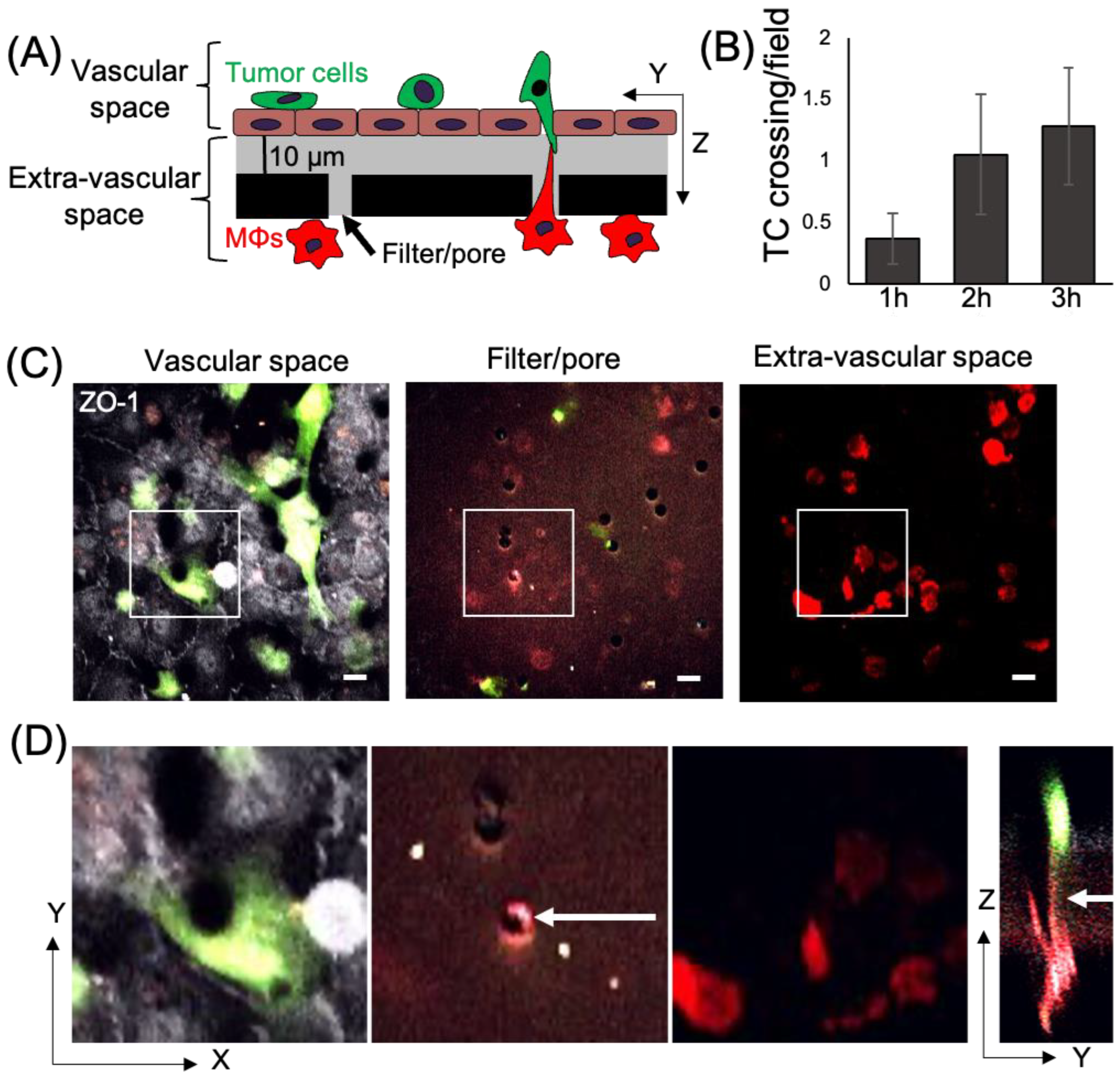 Cancers 15 02092 g001 Cancers 15 02092 g001