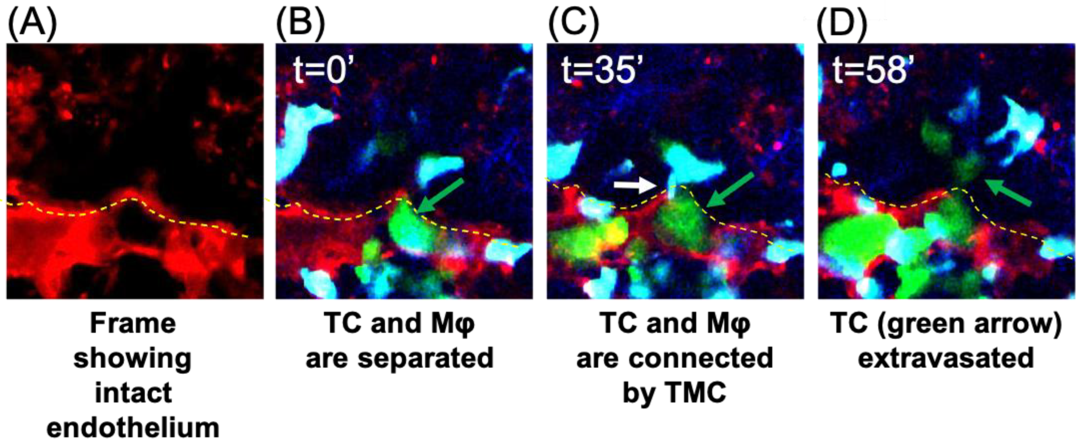 Cancers 15 02092 g005 Cancers 15 02092 g005