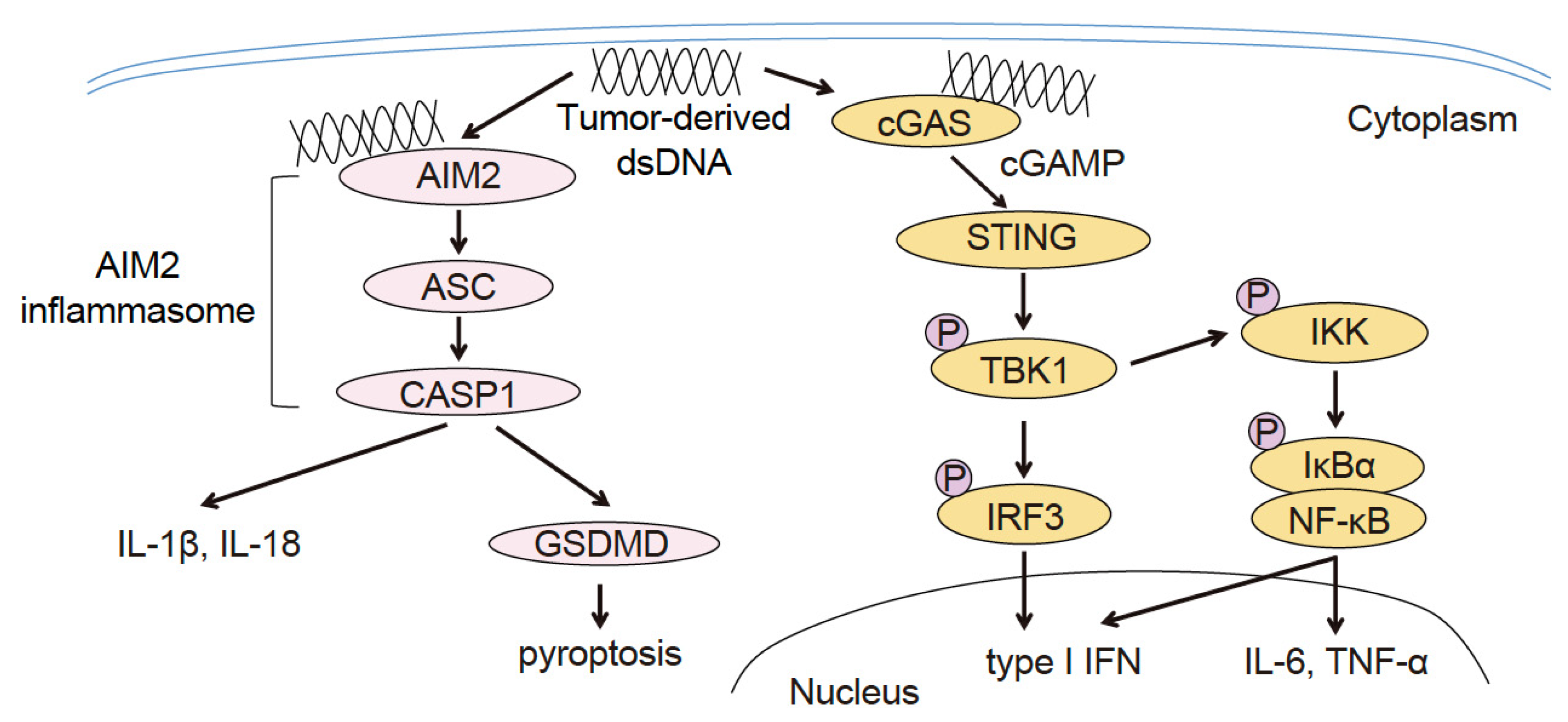Cancers 15 02114 g001