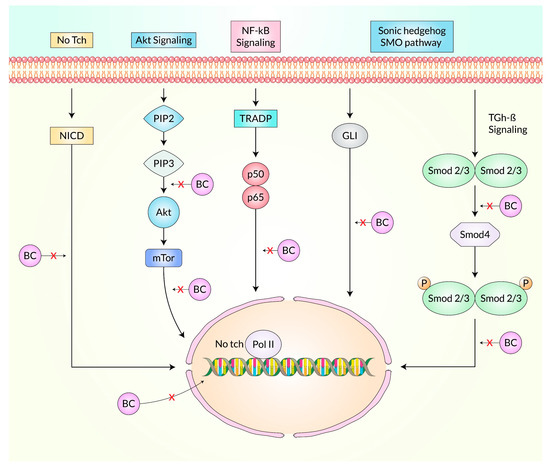 は Baicalein as Promising Anticancer Agent: A Comprehensive
