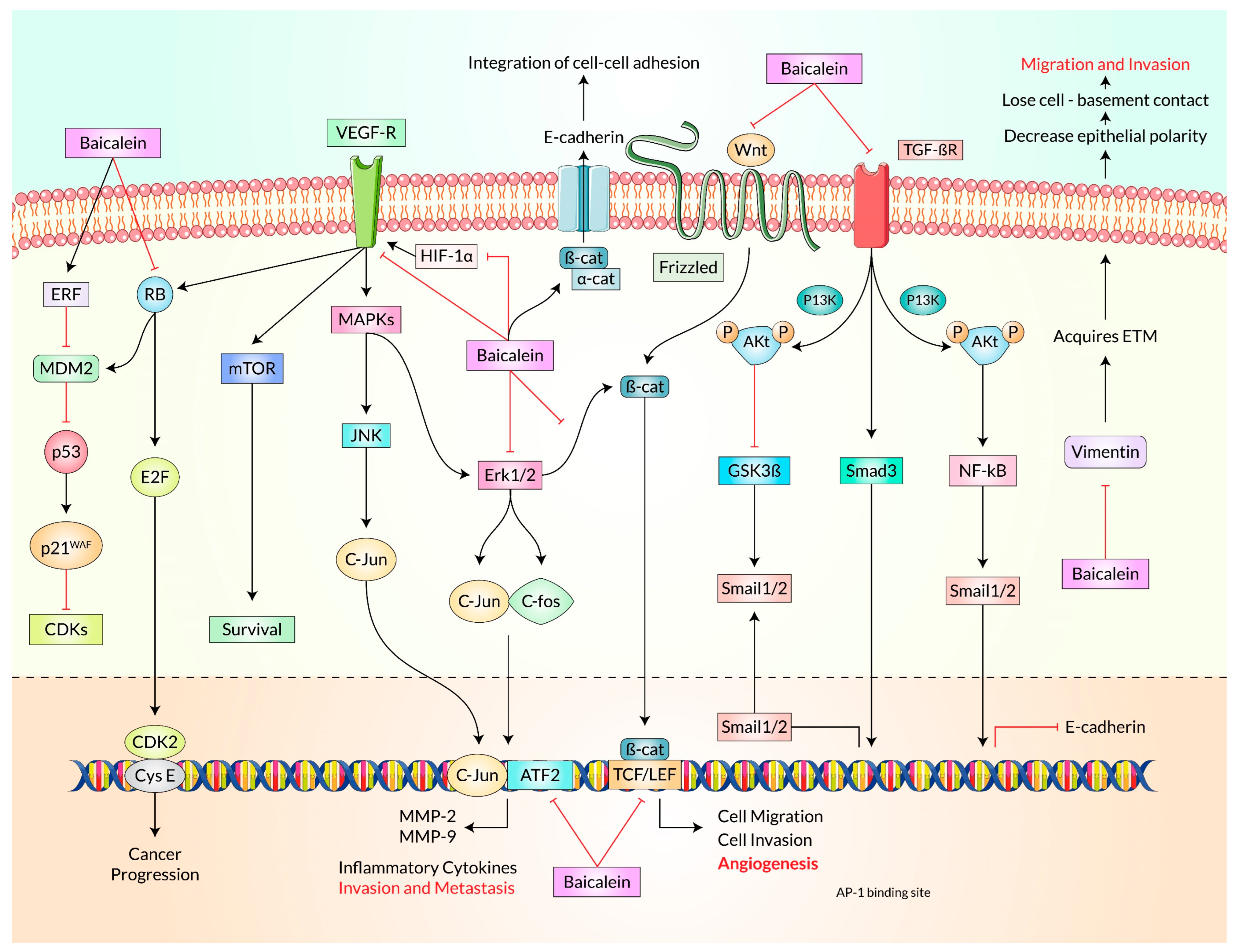 Cancers 15 02128 g005