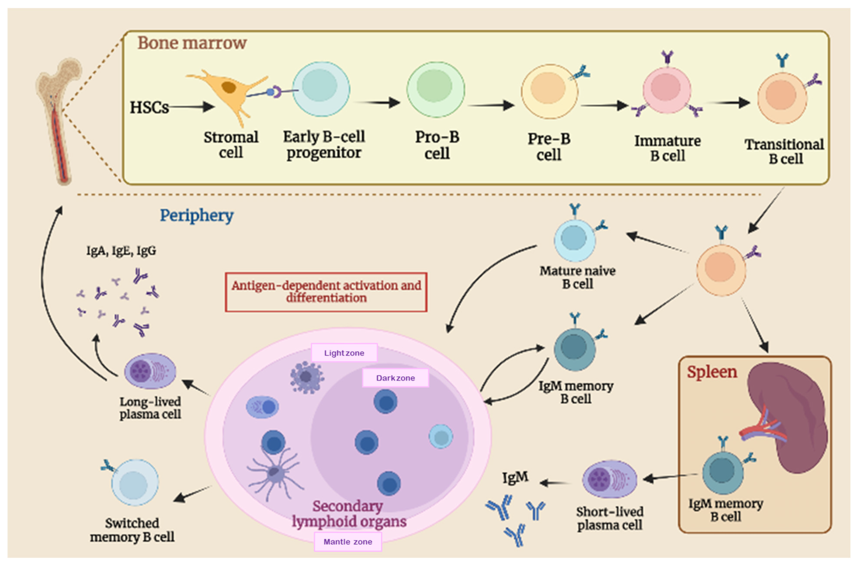 Cancers | Free Full-Text | Tumor-Infiltrating B Lymphocytes 