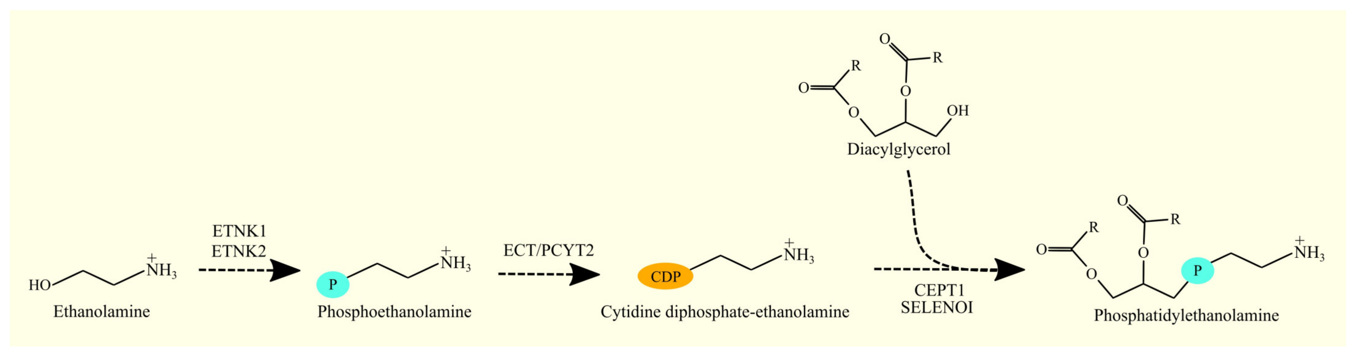 Cancers 15 02183 g006 Cancers 15 02183 g006