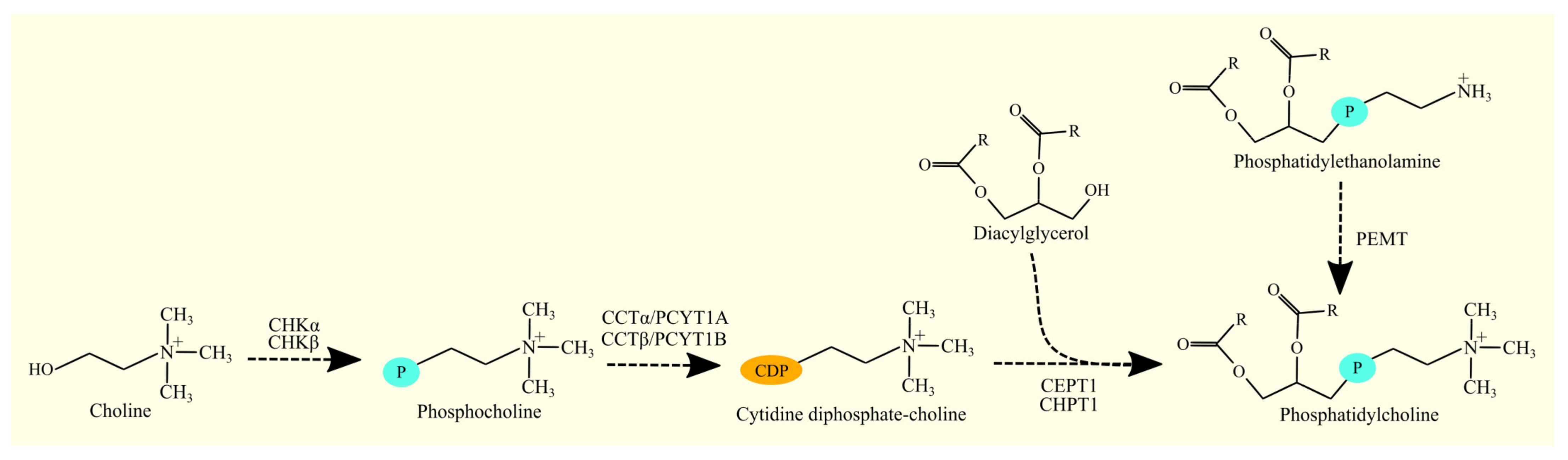 Cancers 15 02183 g007 Cancers 15 02183 g007