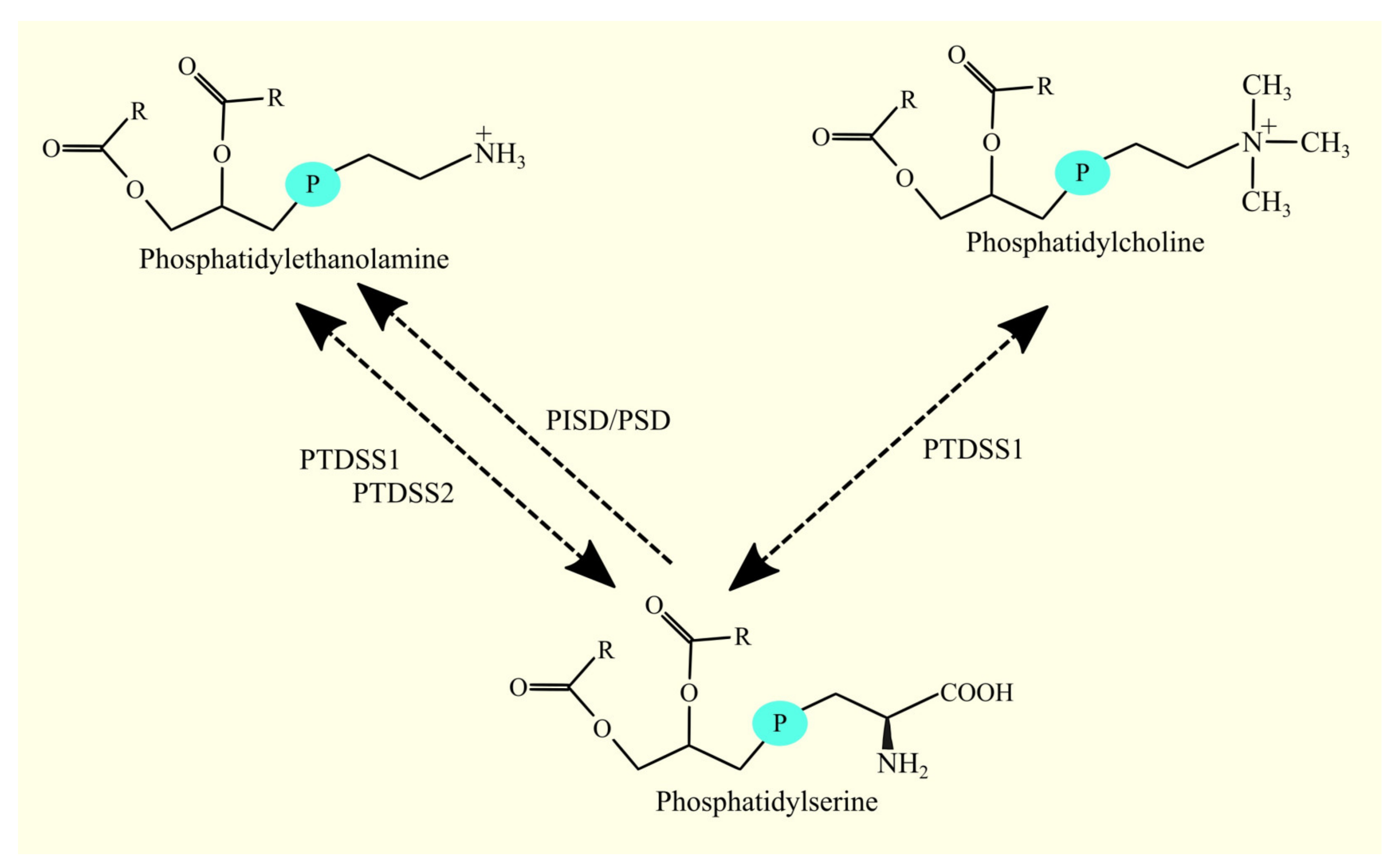 Cancers 15 02183 g008 Cancers 15 02183 g008