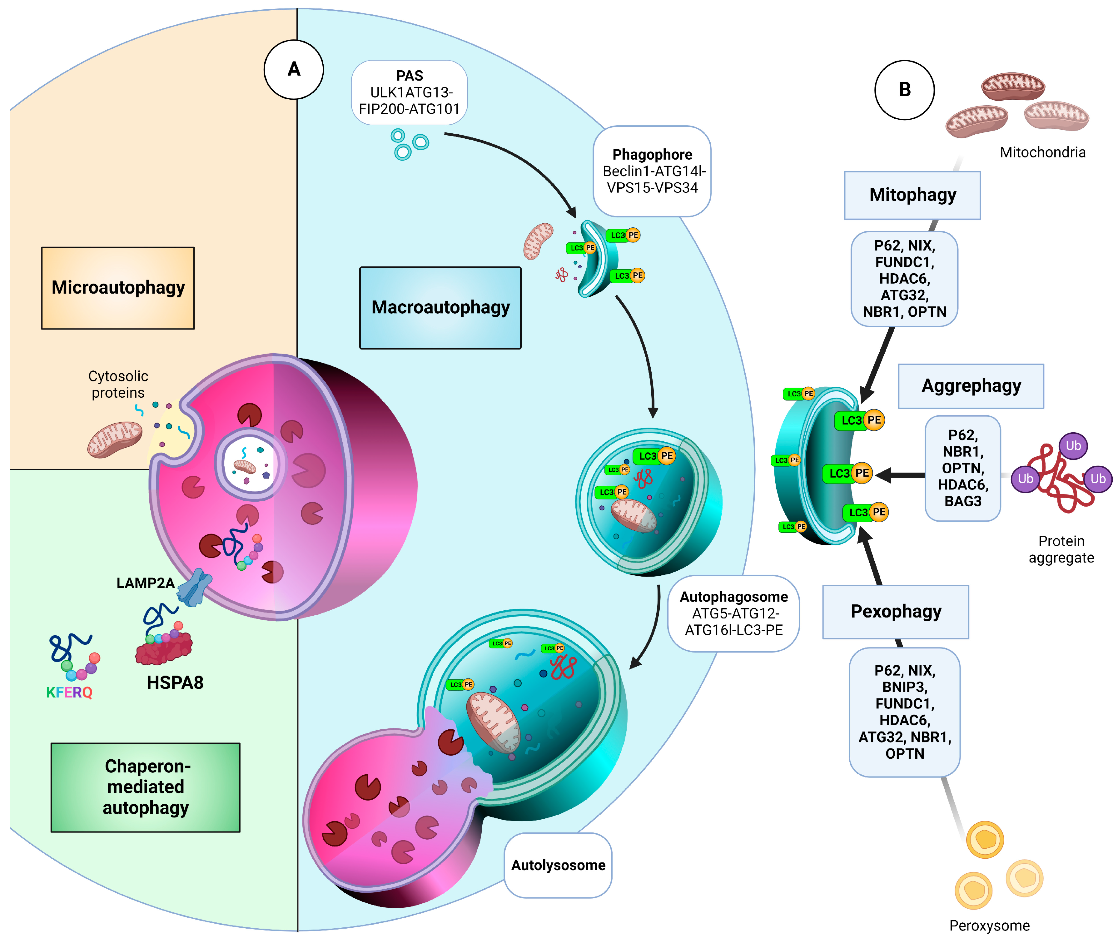 Cancers | Free Full-Text | Regulation of Autophagy via