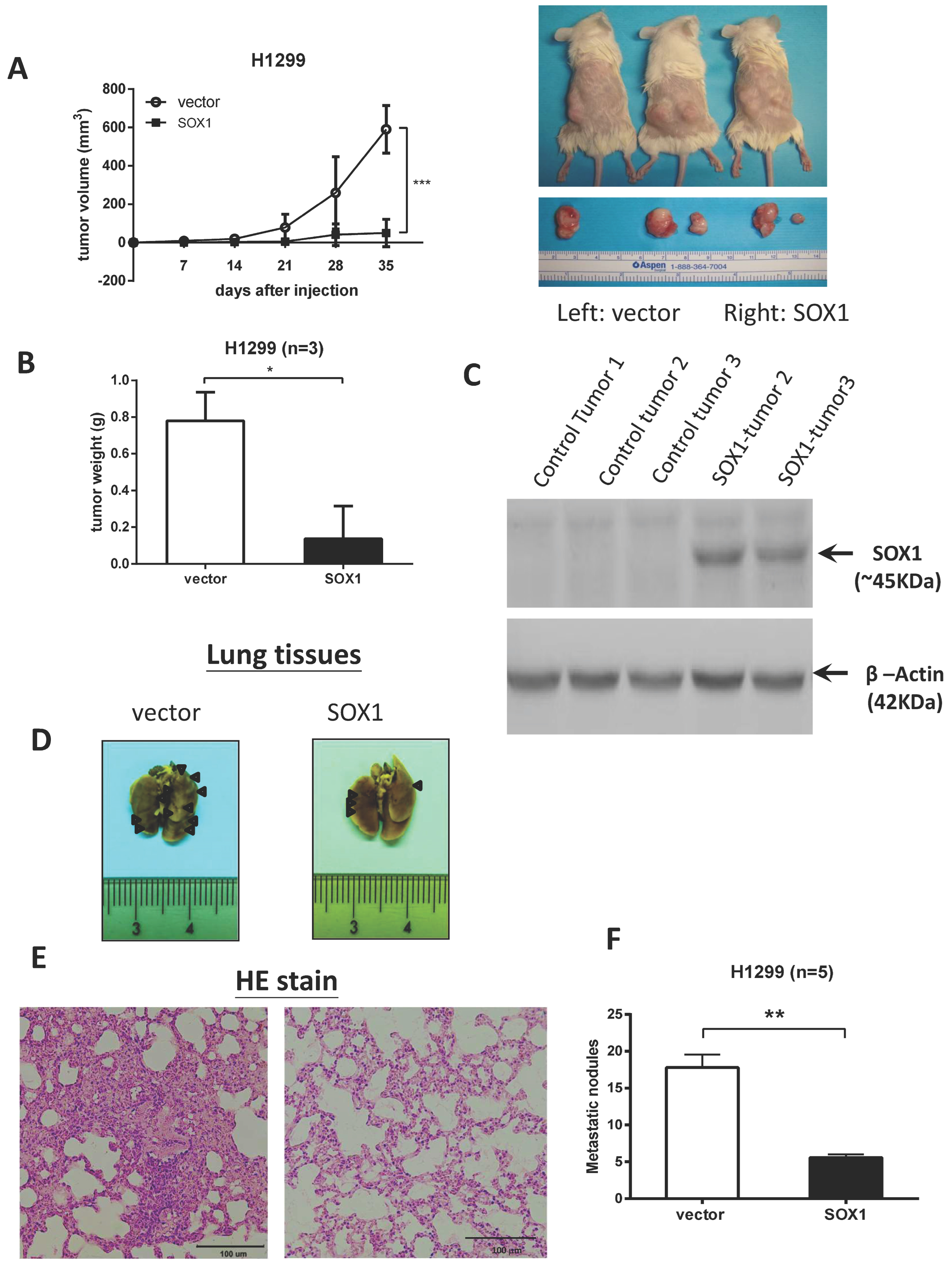 Cancers 15 02207 g003
