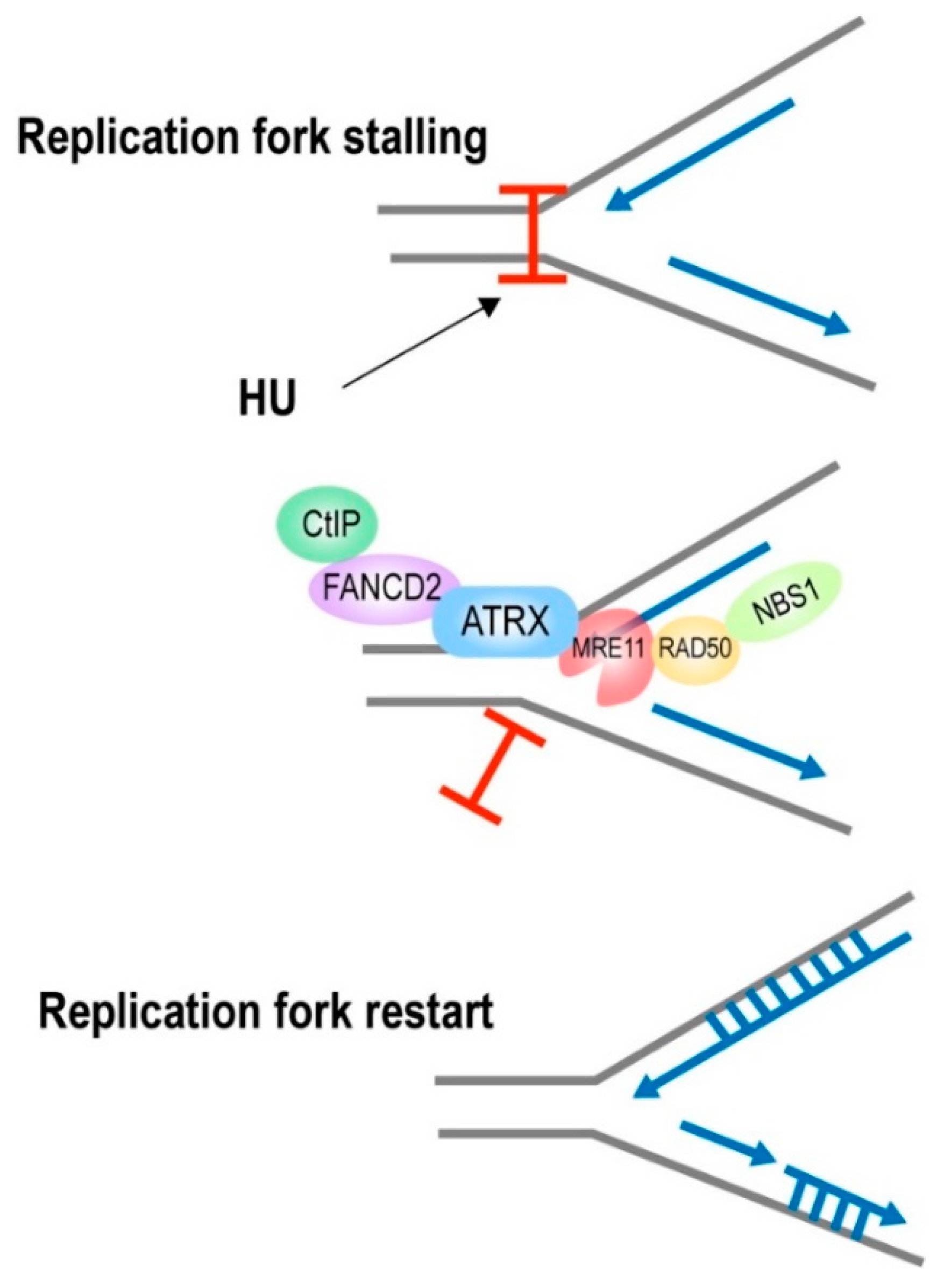 Cancers 15 02228 g003 Cancers 15 02228 g003