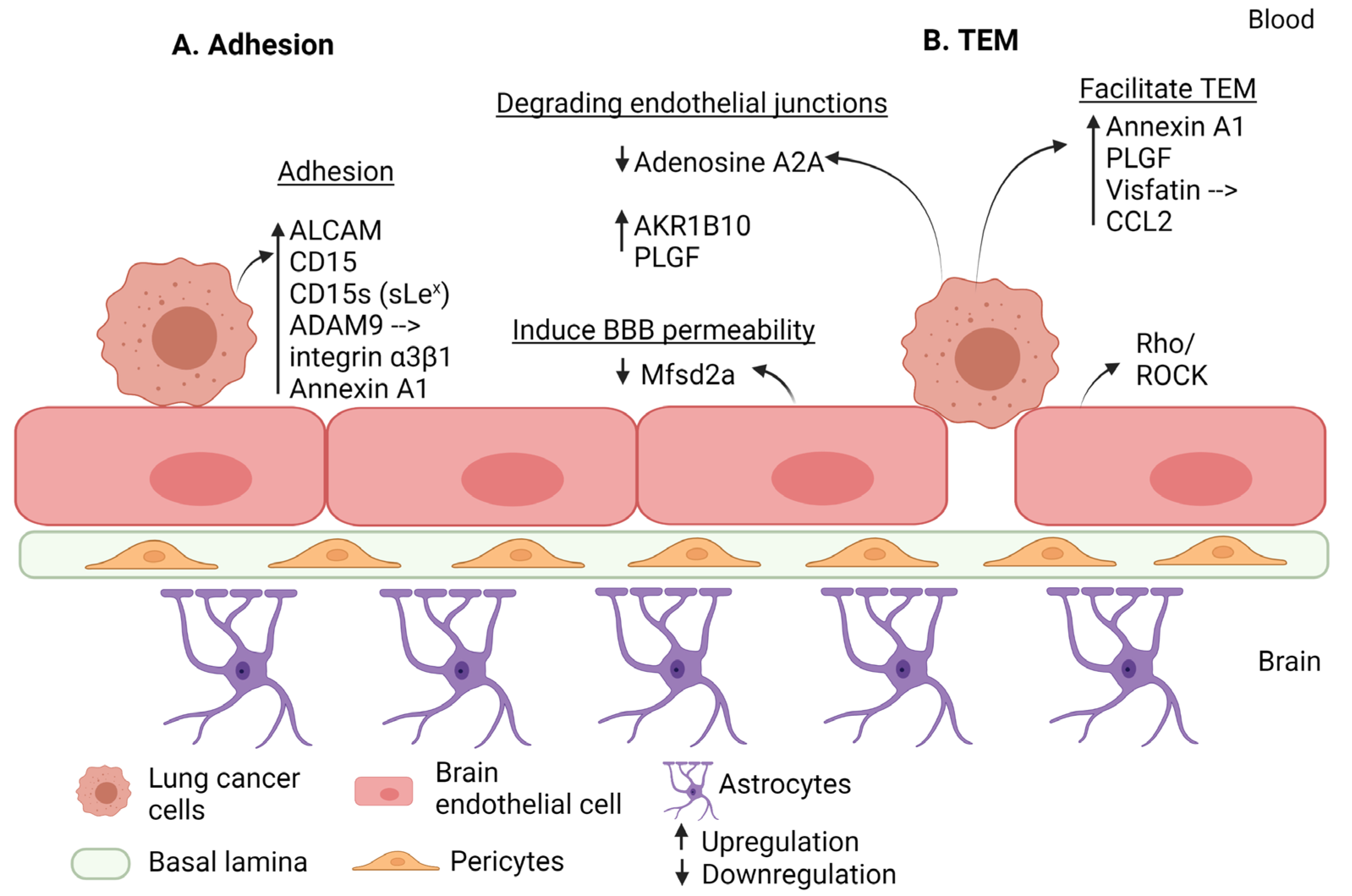 Cancers 15 02258 g003 Cancers 15 02258 g003