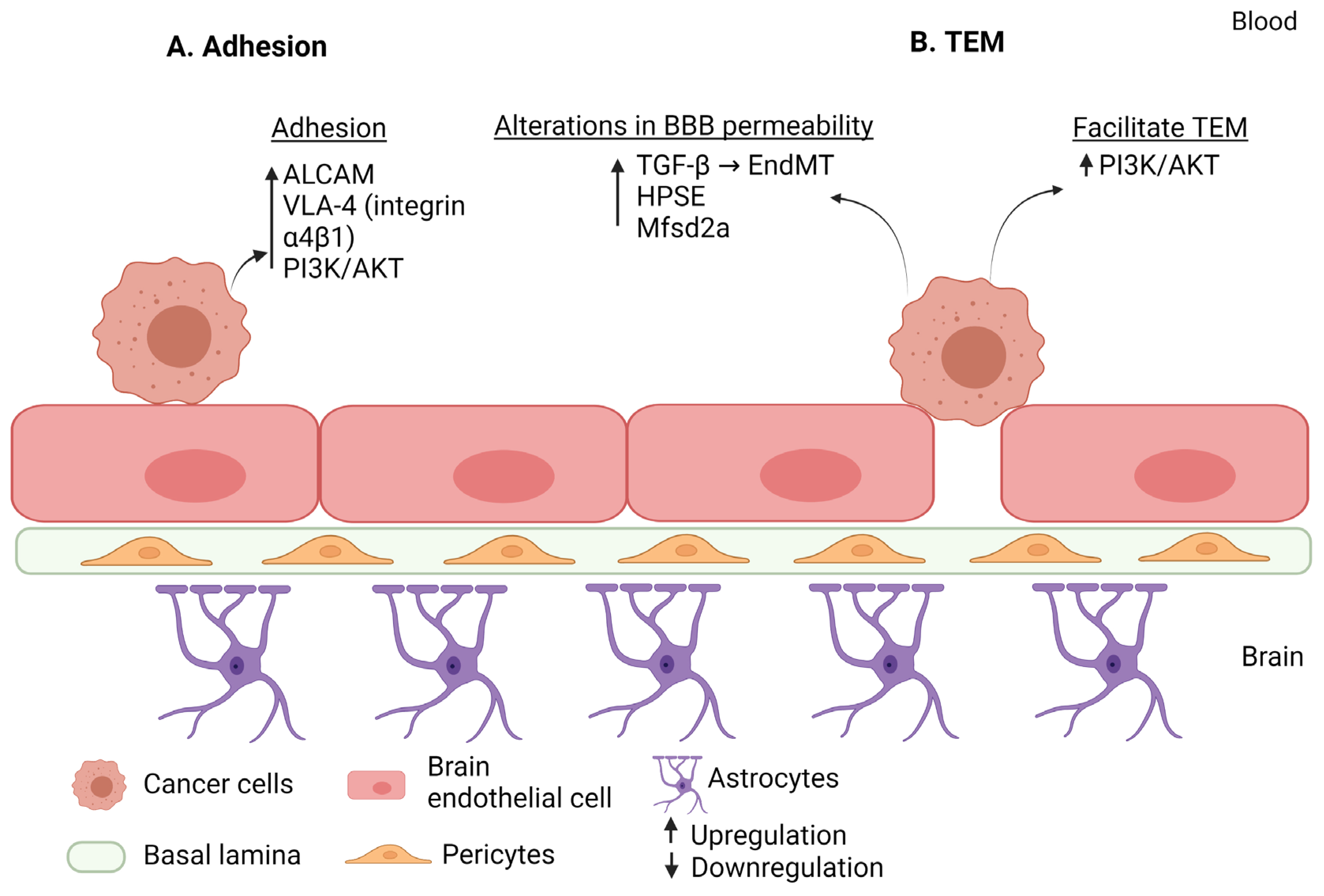 Cancers | Free Full-Text | Insights into the Molecular Mechanisms Mediating  Extravasation in Brain Metastasis of Breast Cancer, Melanoma, and Lung  Cancer