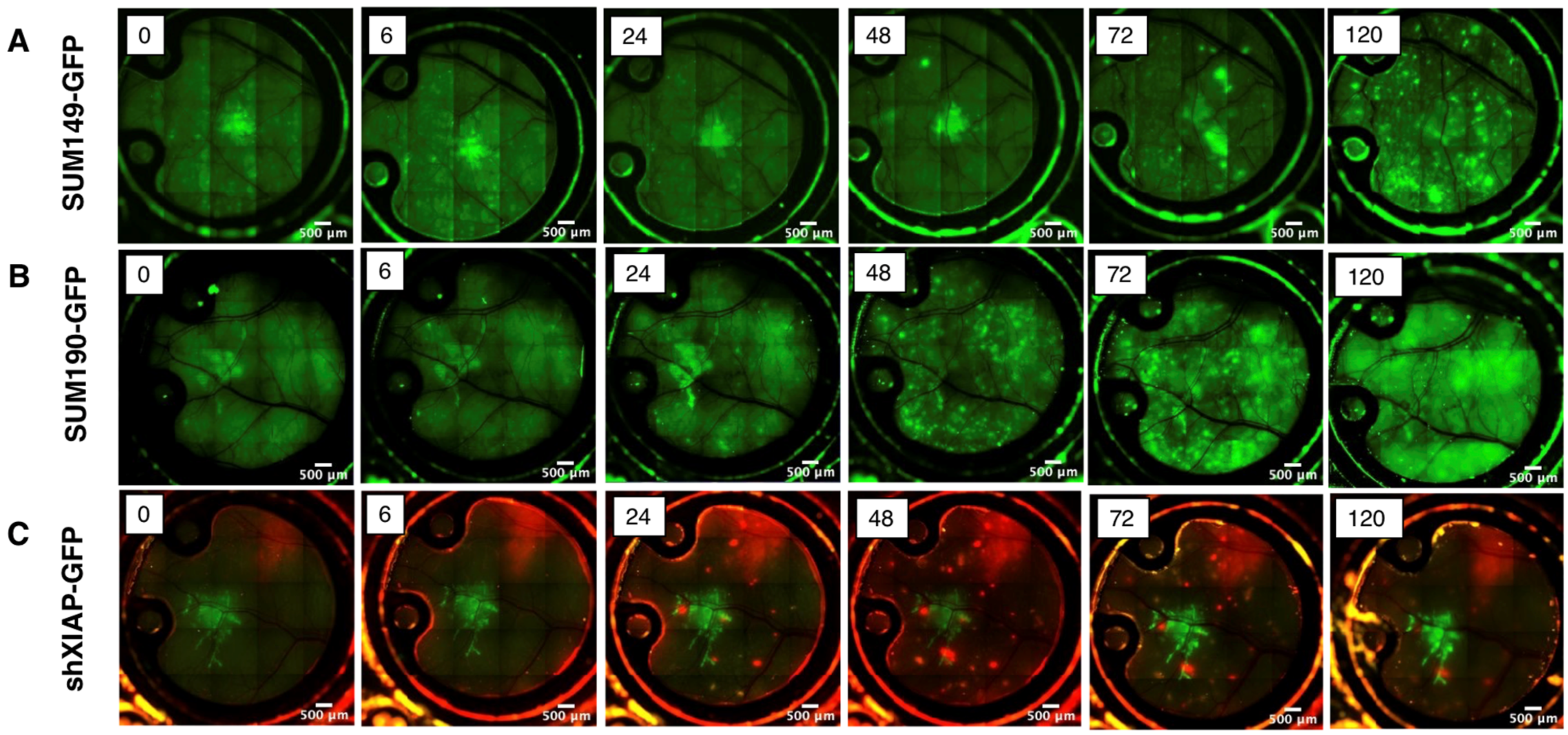 Cancers 15 02261 g005 Cancers 15 02261 g005