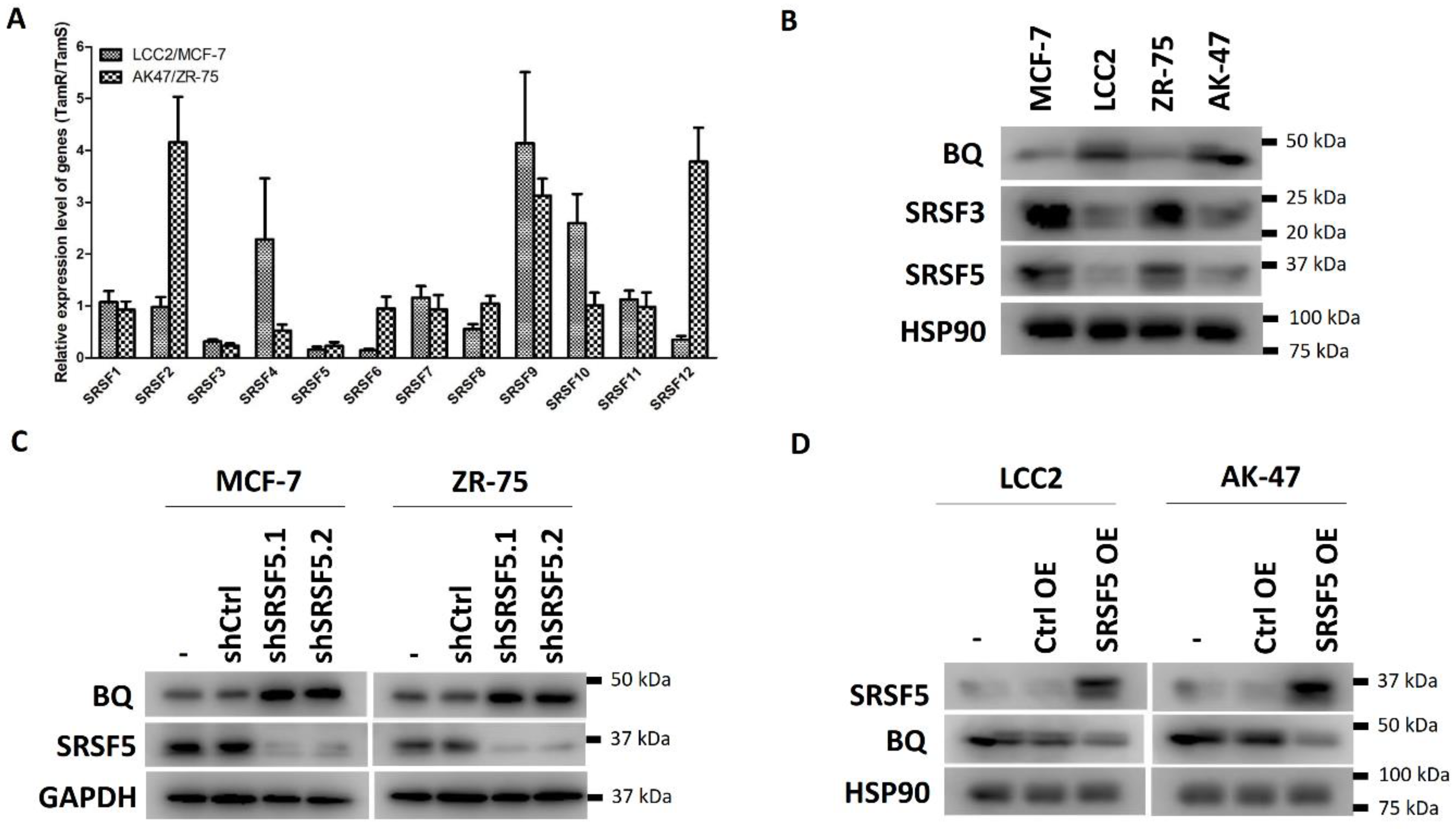 Cancers 15 02271 g001 Cancers 15 02271 g001