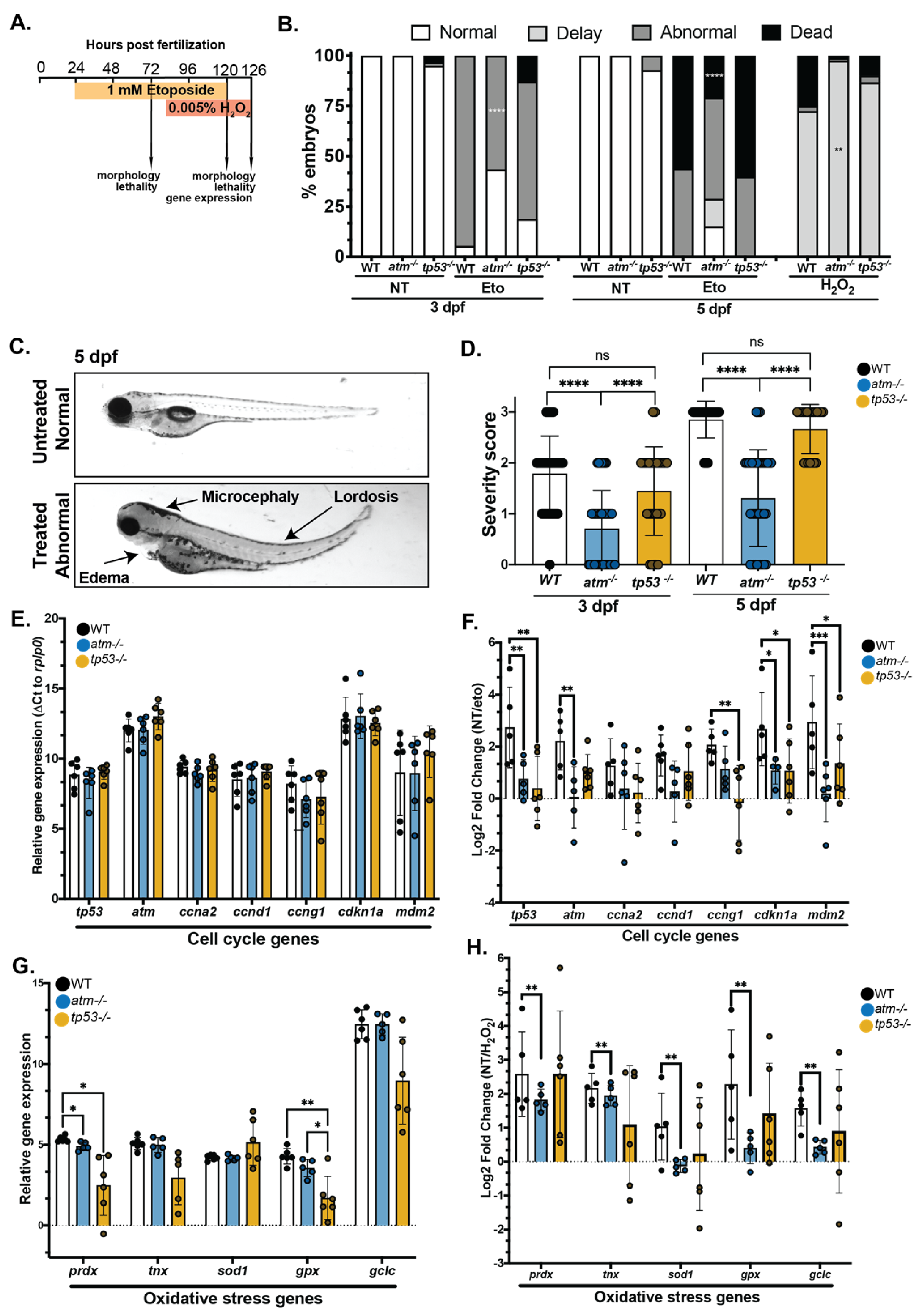 Cancers 15 02302 g004