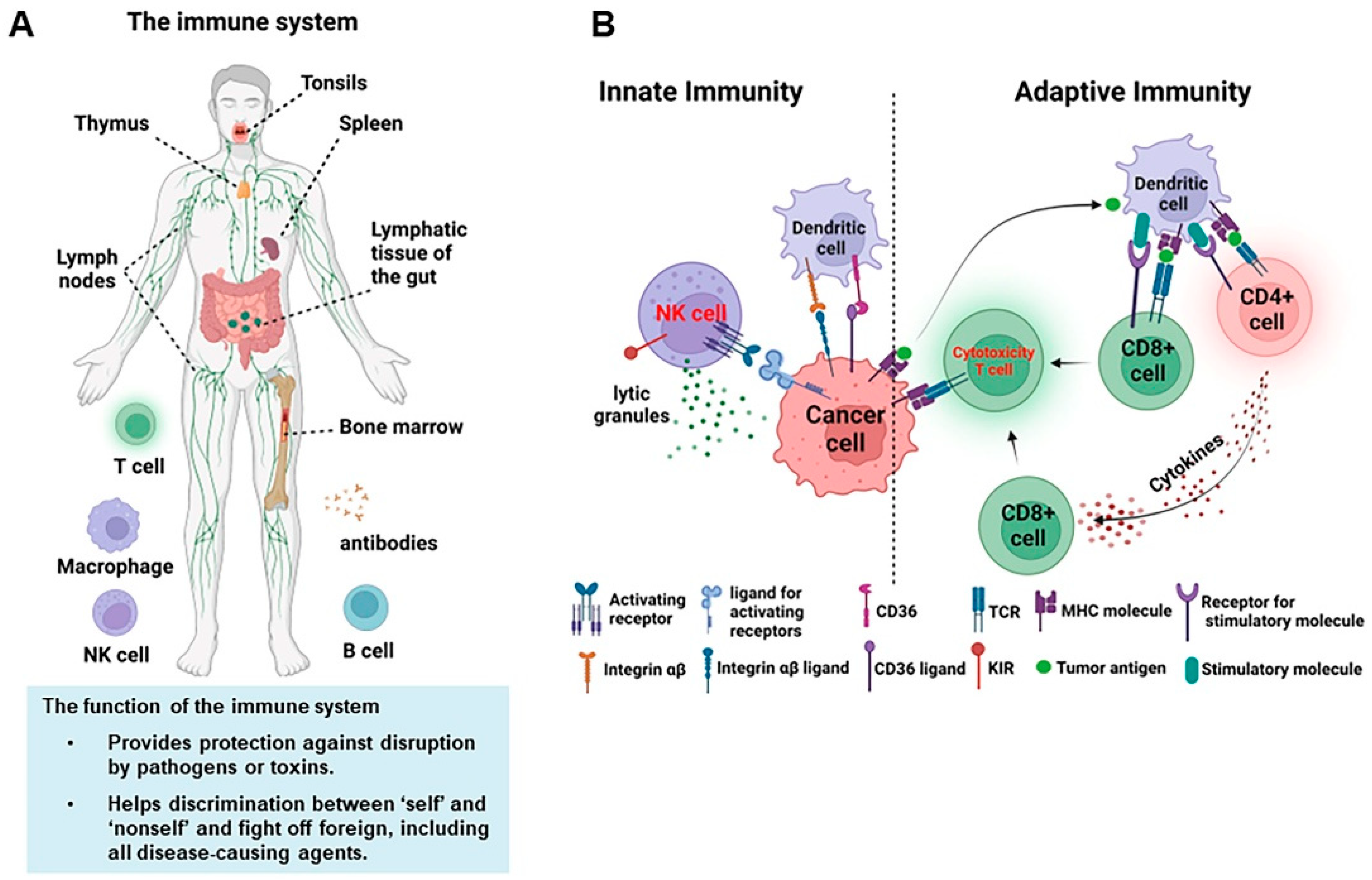 human immune system cells