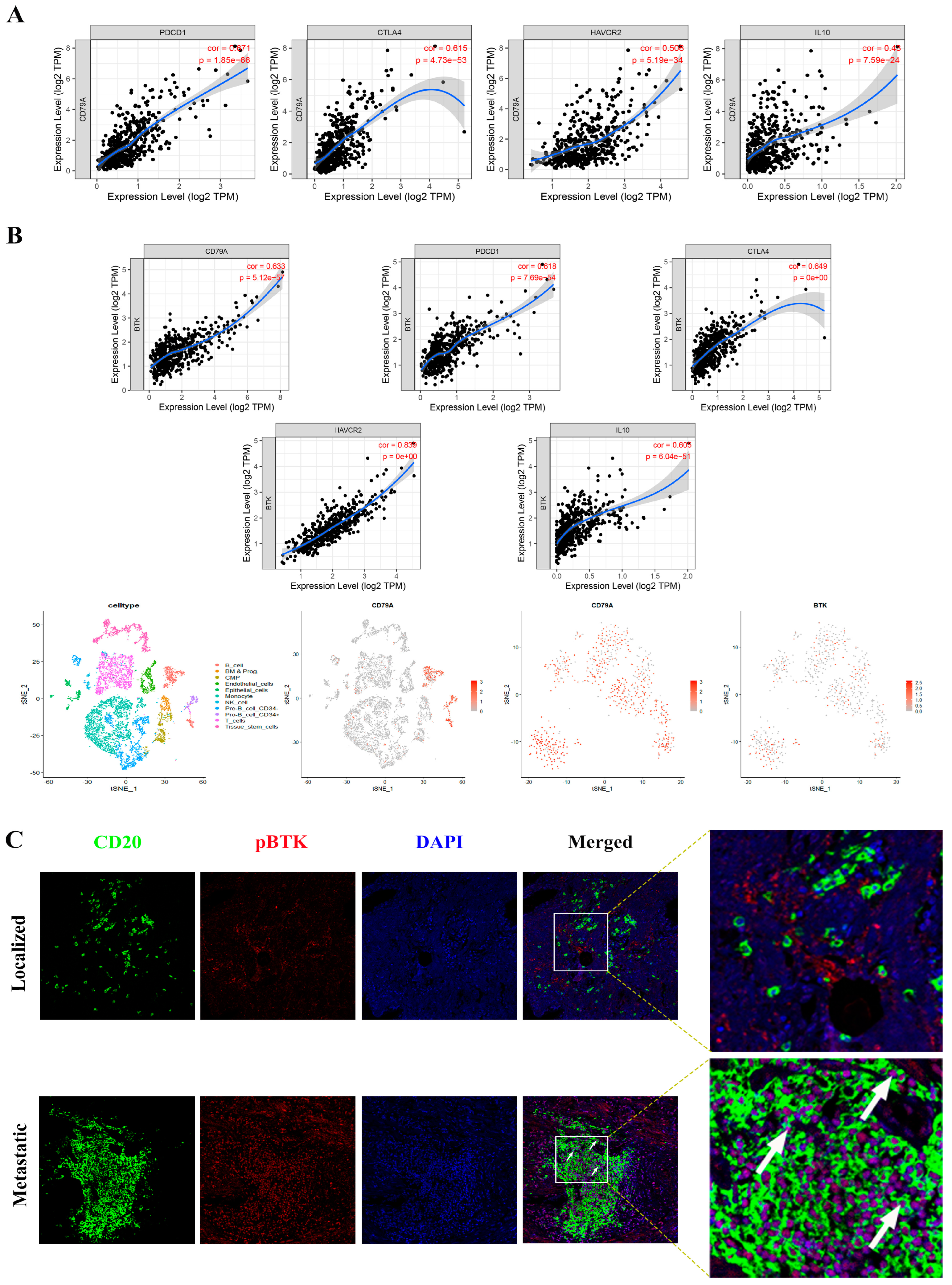 tokyo hot e966 Ibrutinib Inhibits BTK Signaling in Tumor-Infiltrated B Cells and Amplifies  Antitumor Immunity by PD-1 Checkpoint Blockade for Metastatic Prostate  Cancer
