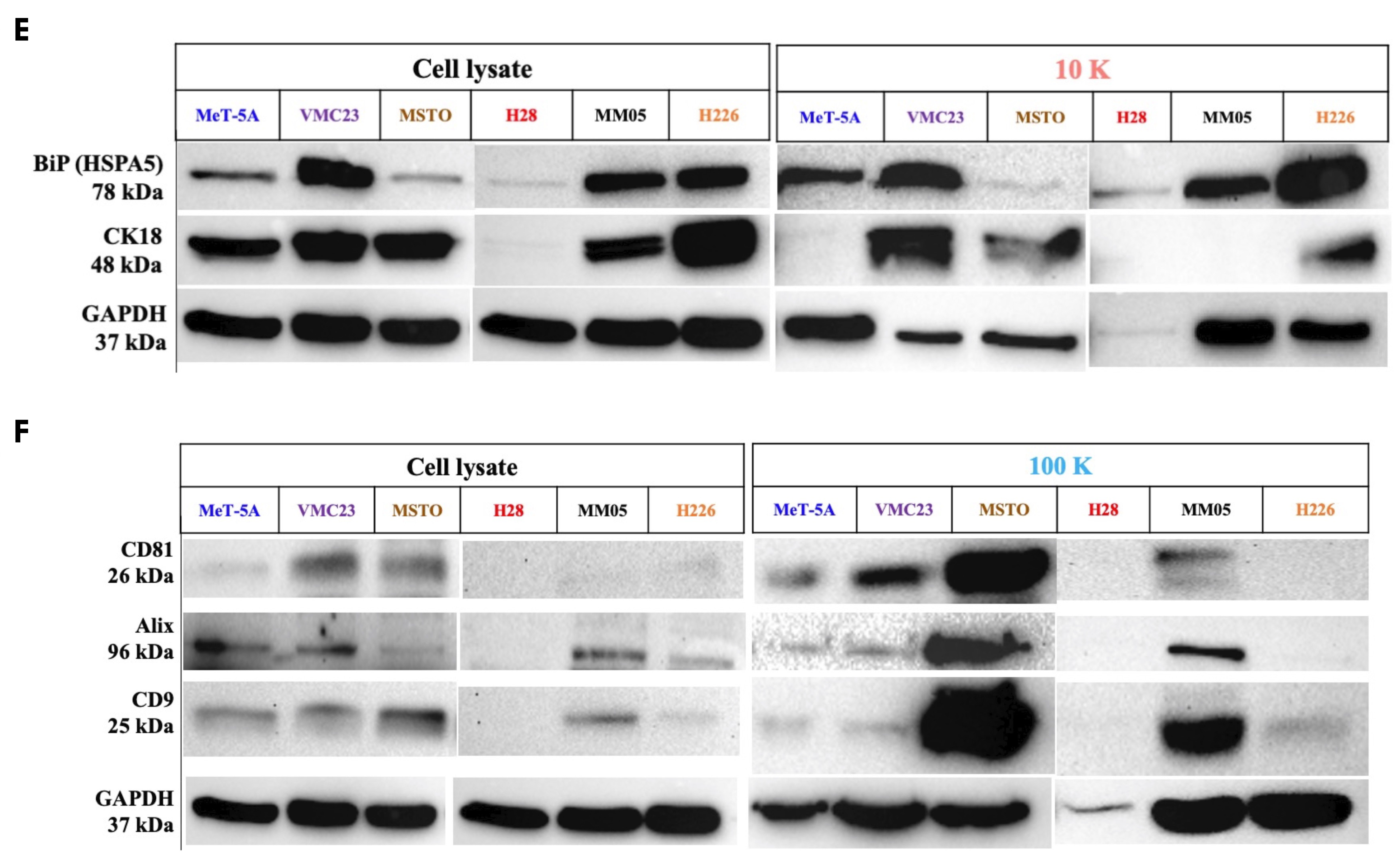 Cancers 15 02364 g003b