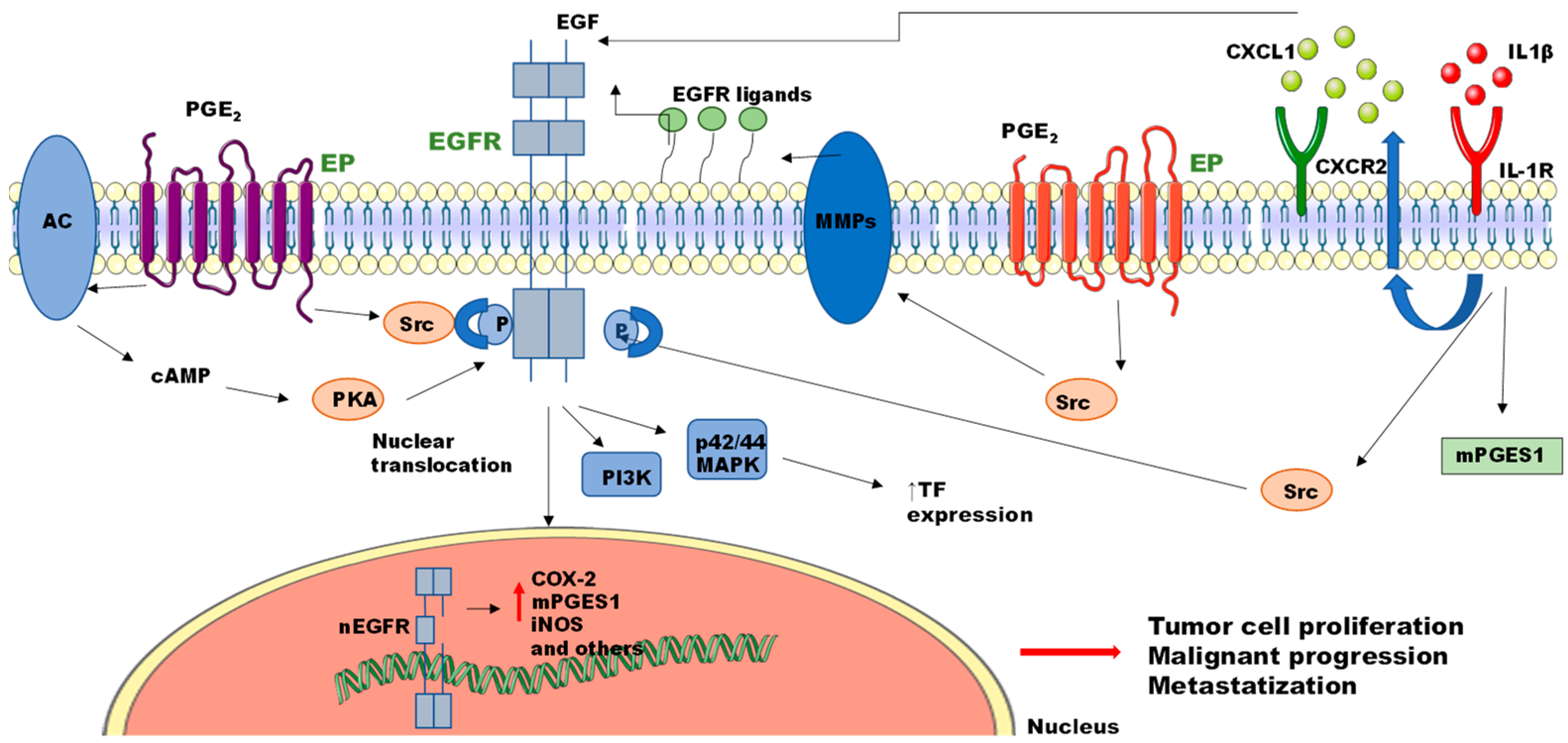 Cancers 15 02374 g003