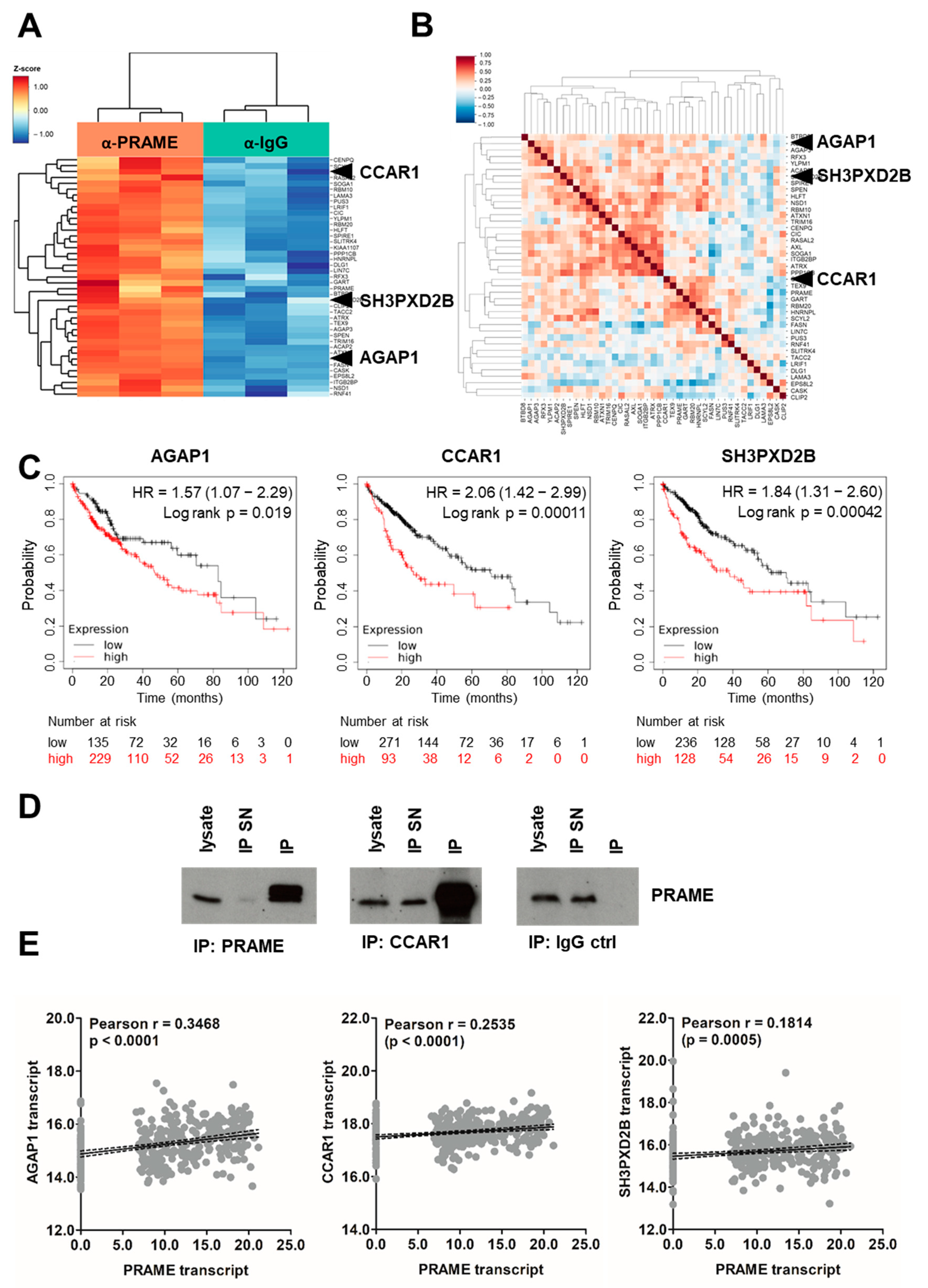 Cancers | Free Full-Text | PRAME Is a Novel Target of Tumor 