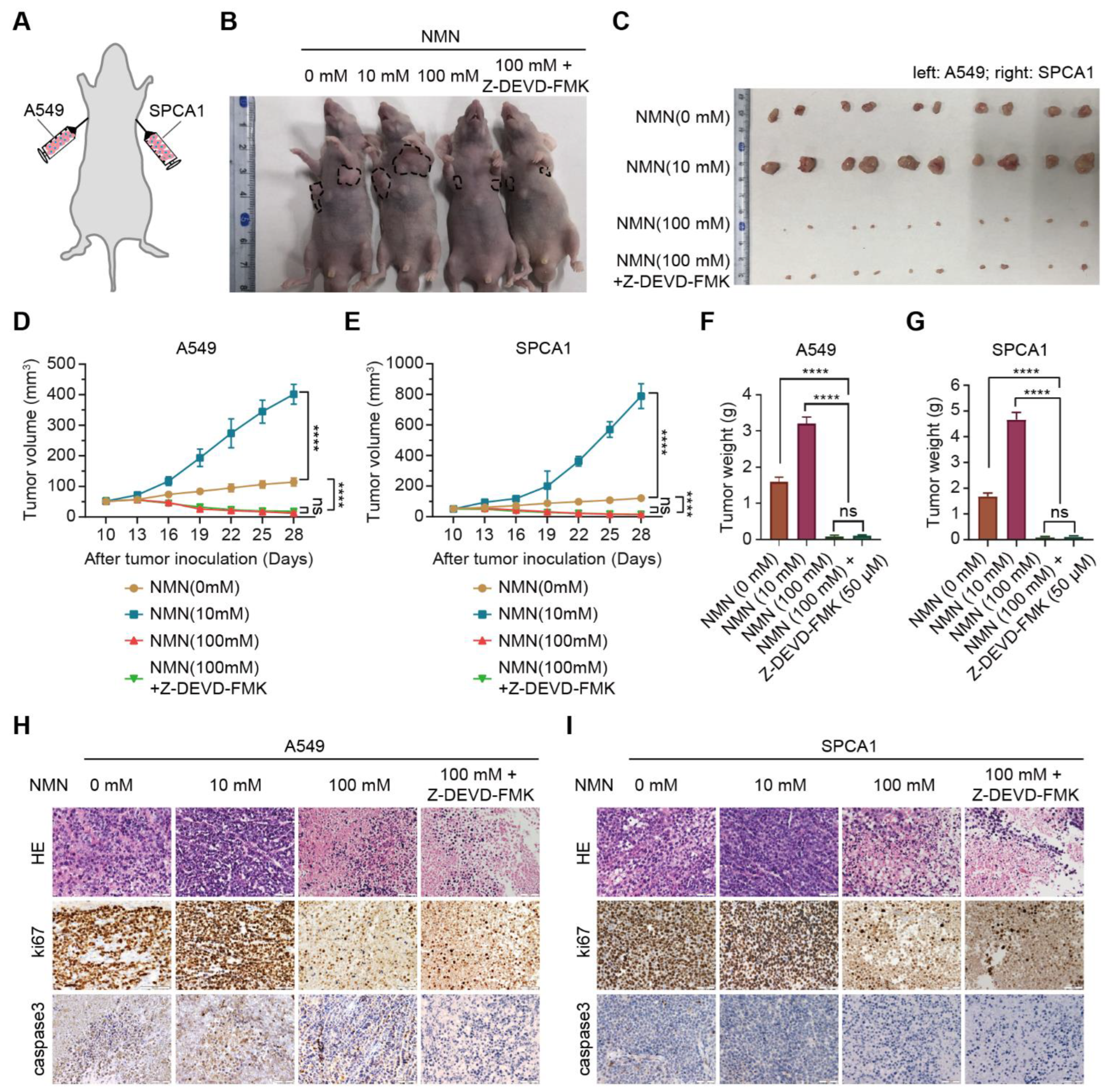 Cancers 15 02427 g002 Cancers 15 02427 g002