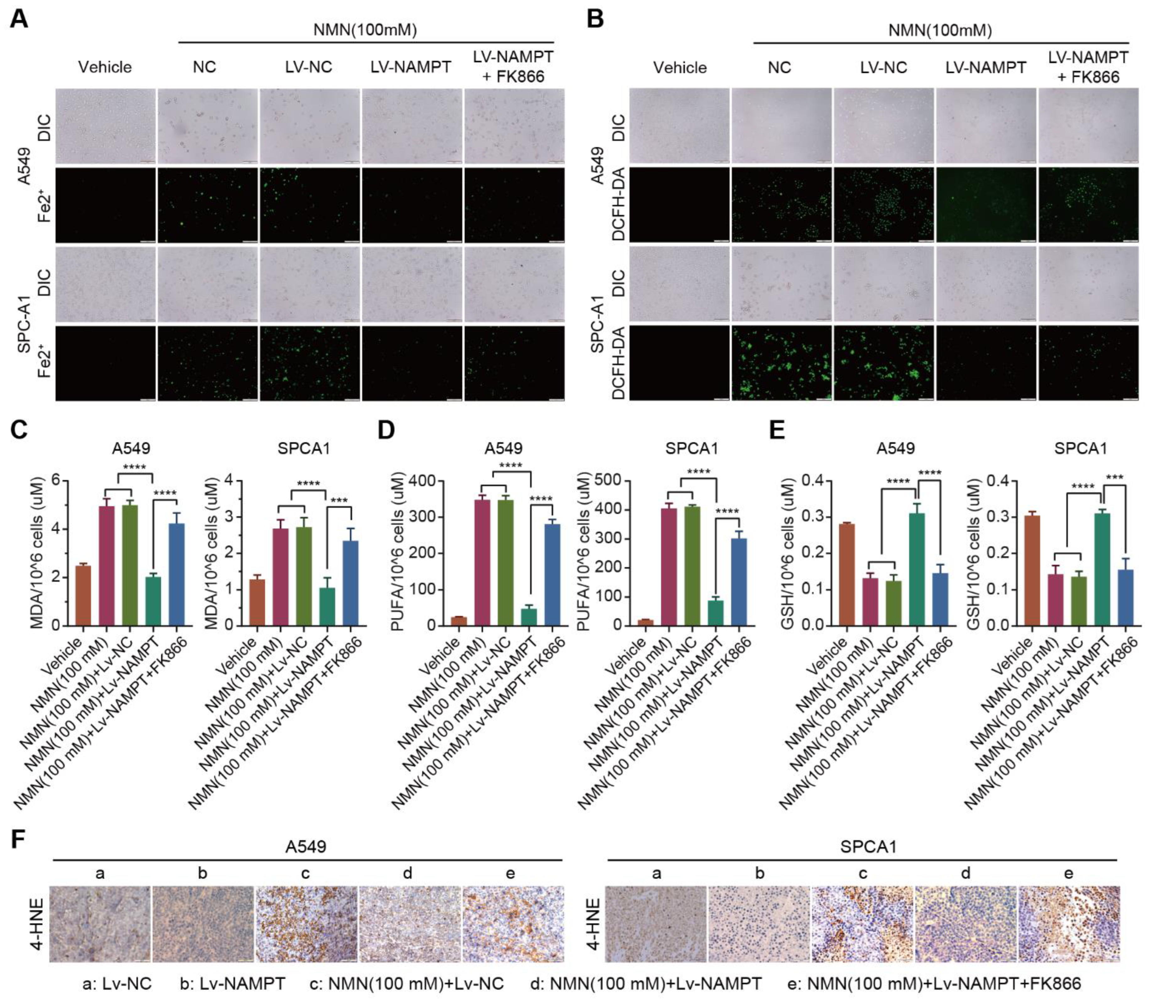 Cancers 15 02427 g006 Cancers 15 02427 g006