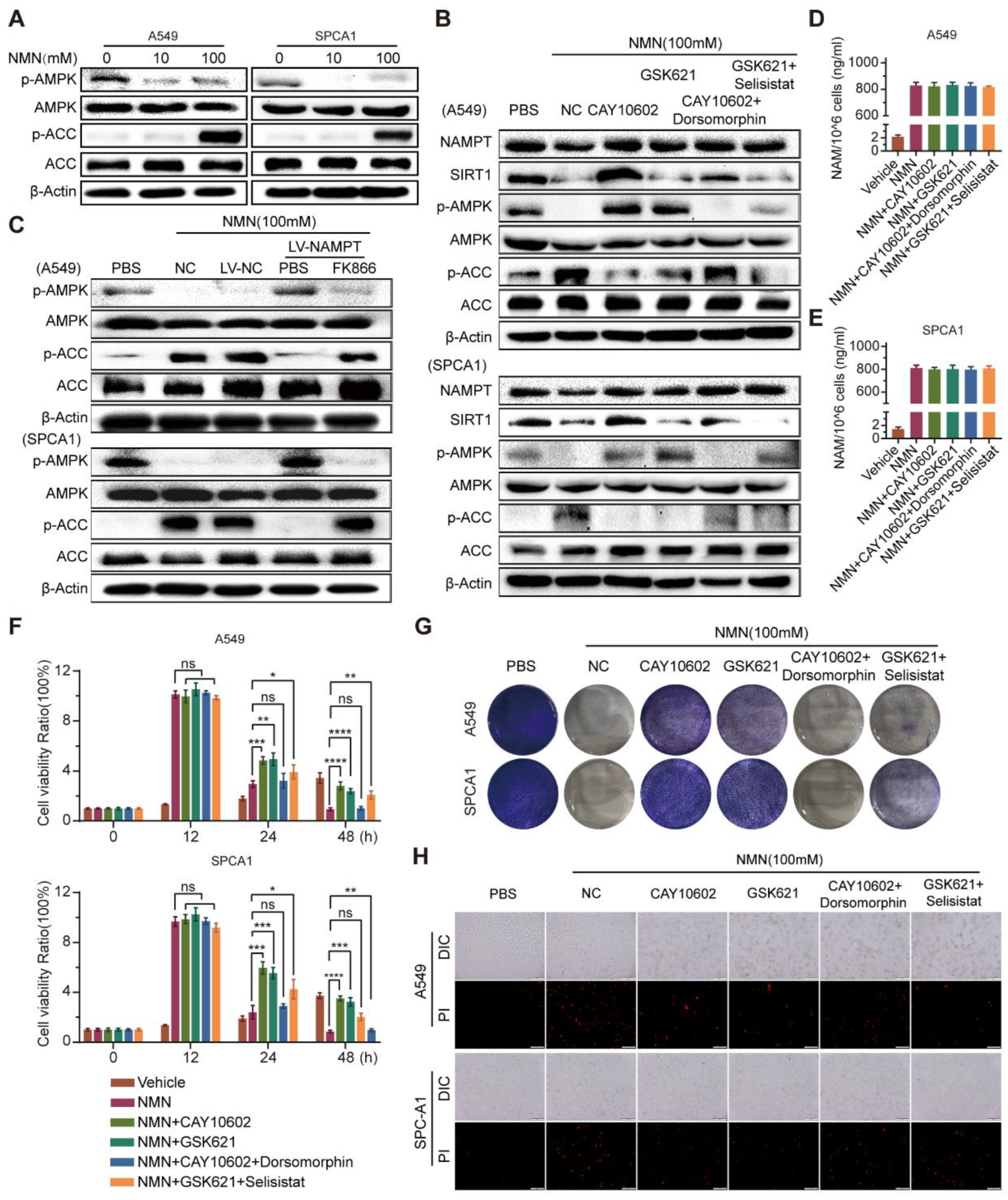 Cancers 15 02427 g007 Cancers 15 02427 g007