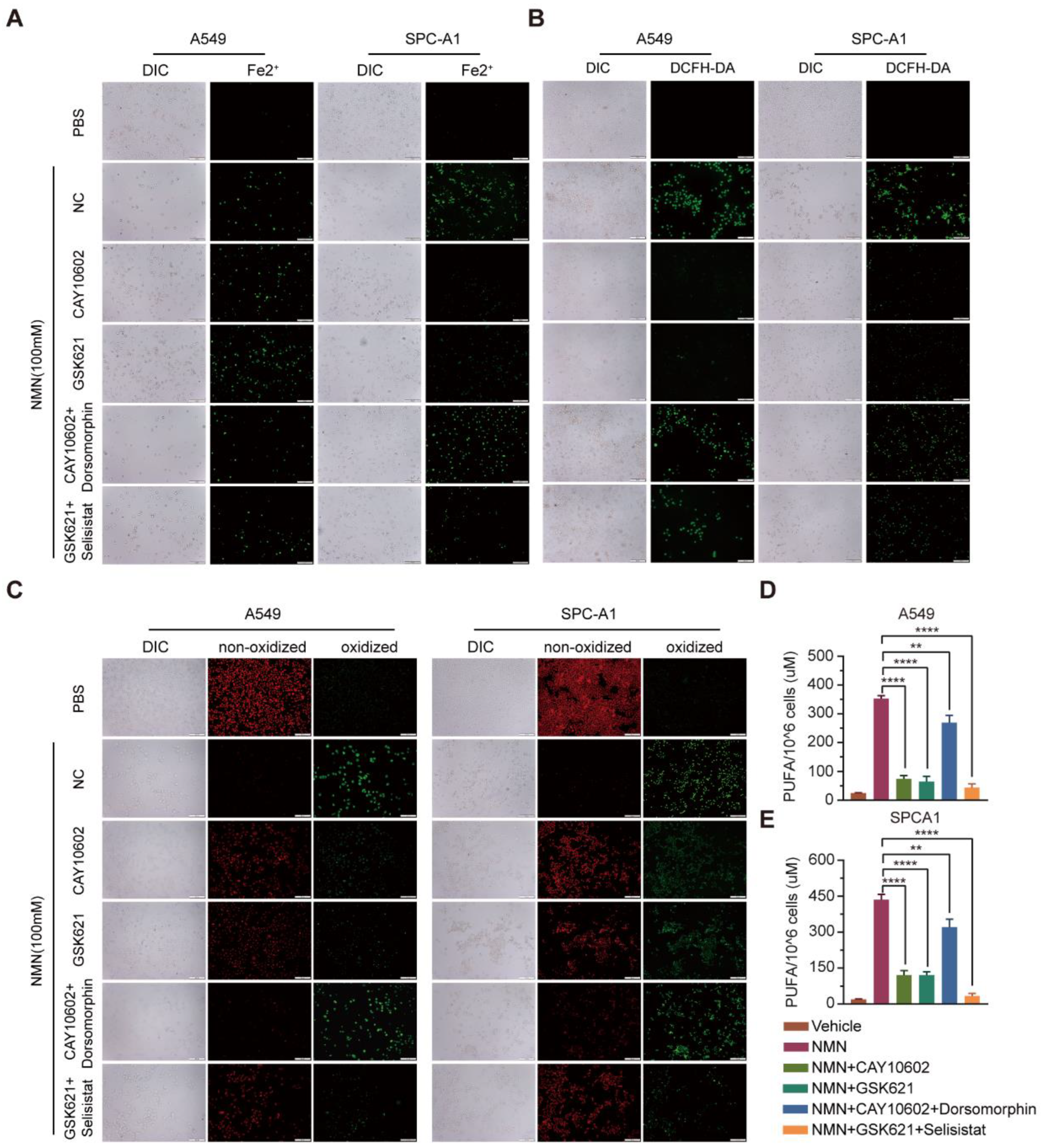 Cancers 15 02427 g008 Cancers 15 02427 g008