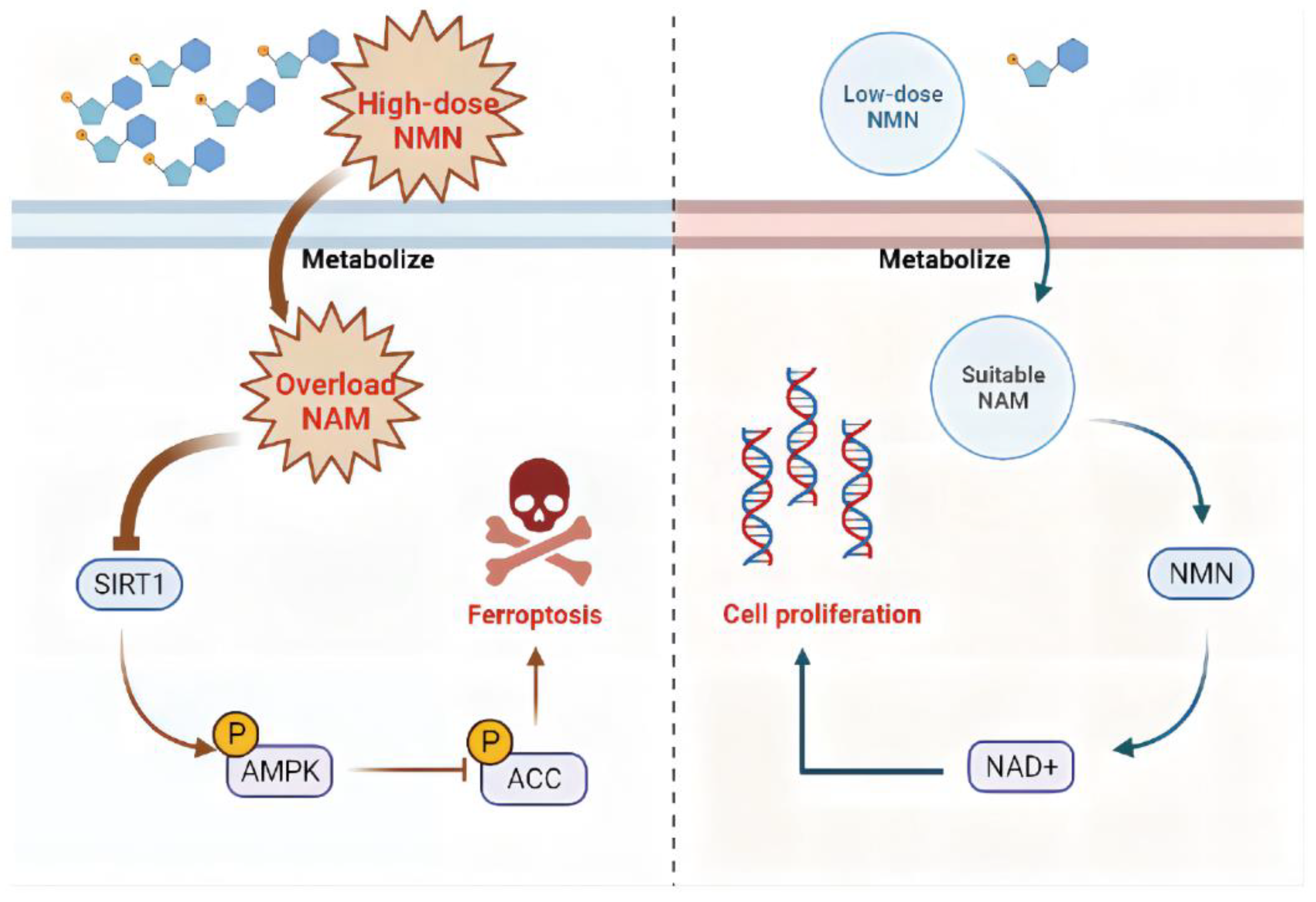 Cancers 15 02427 g009 Cancers 15 02427 g009