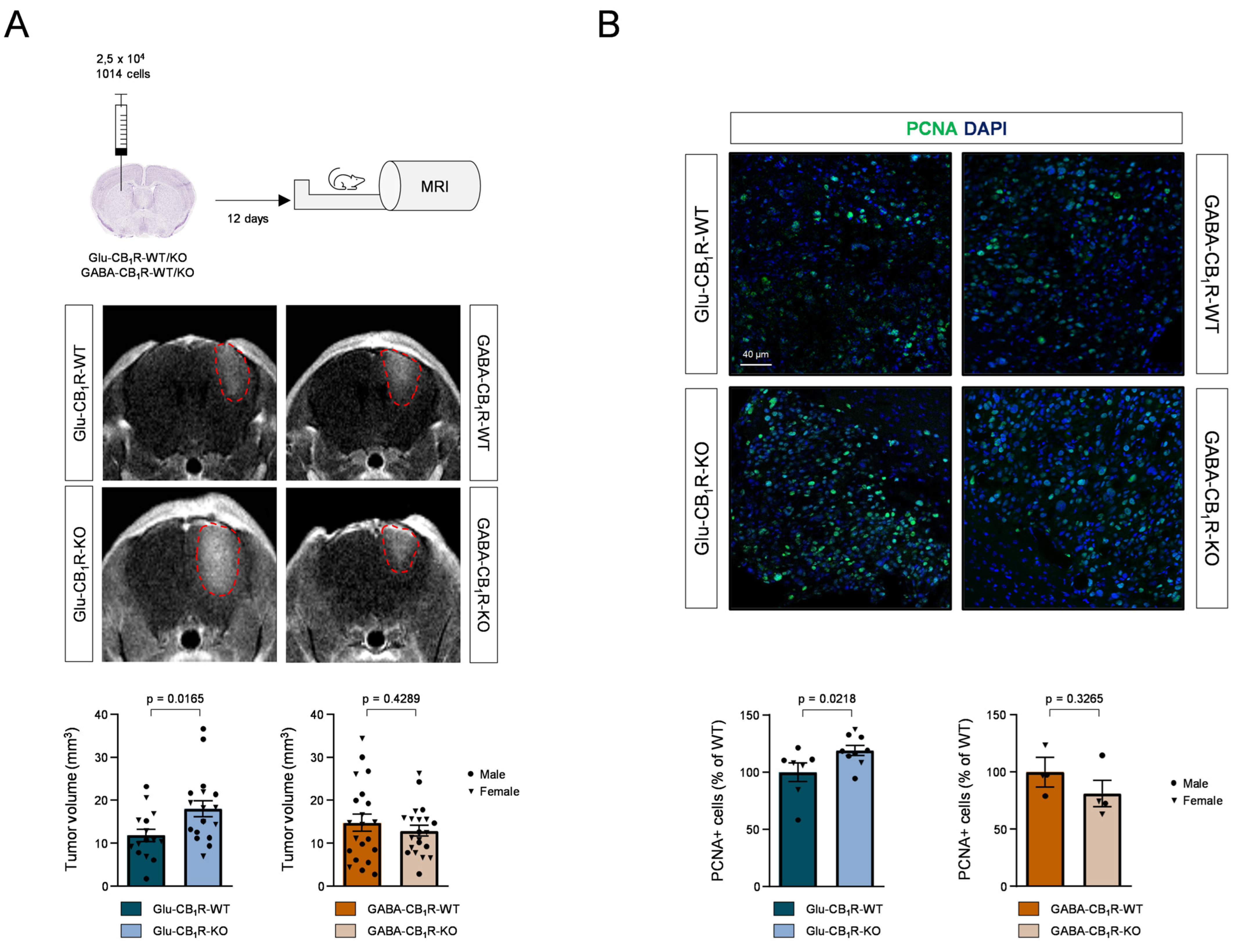 Cancers 15 02439 g004