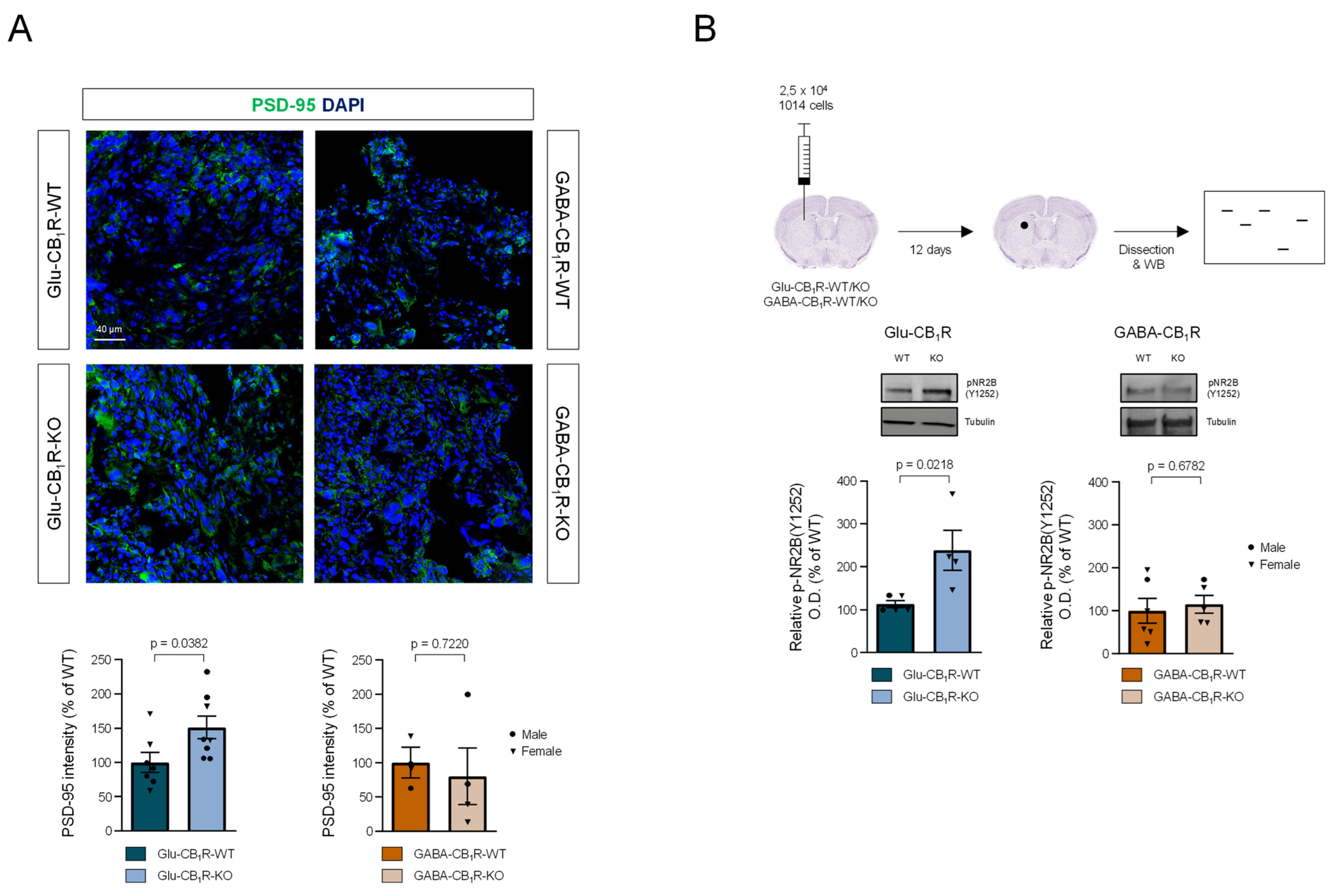 Cancers 15 02439 g005