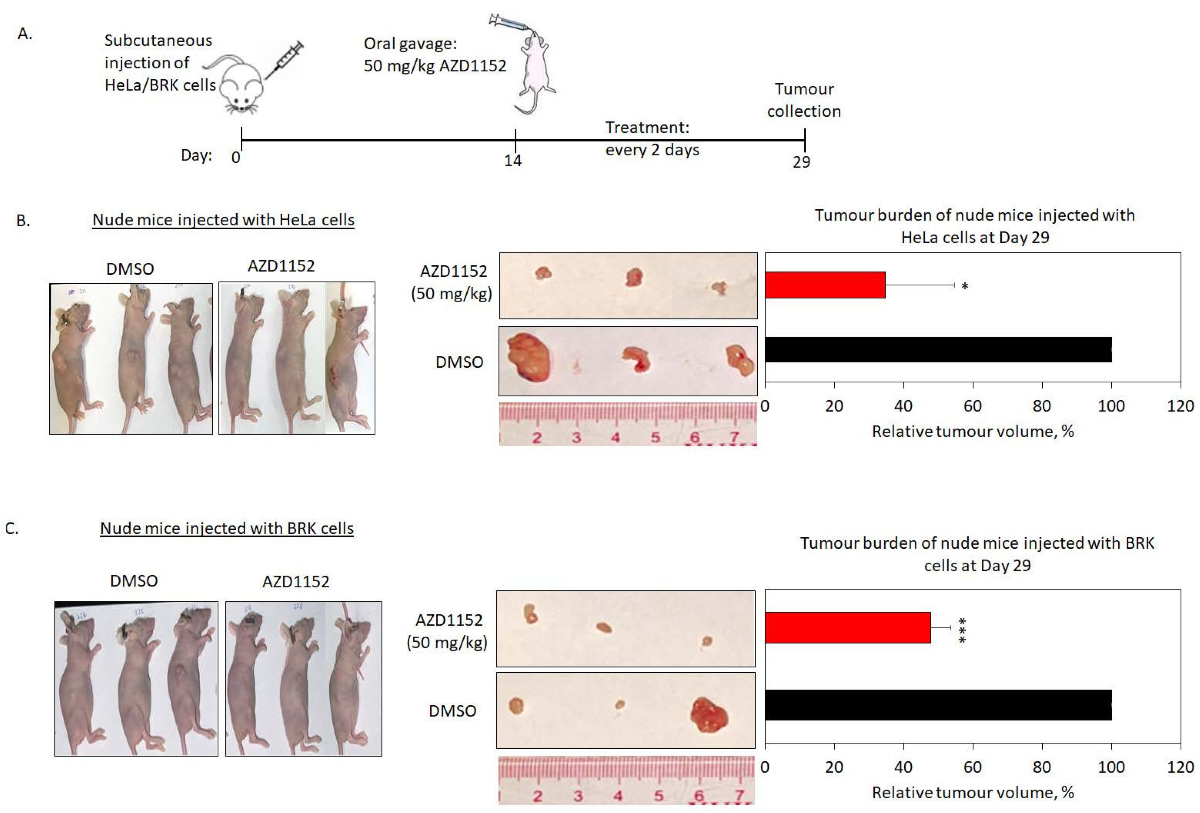 Cancers 15 02465 g005