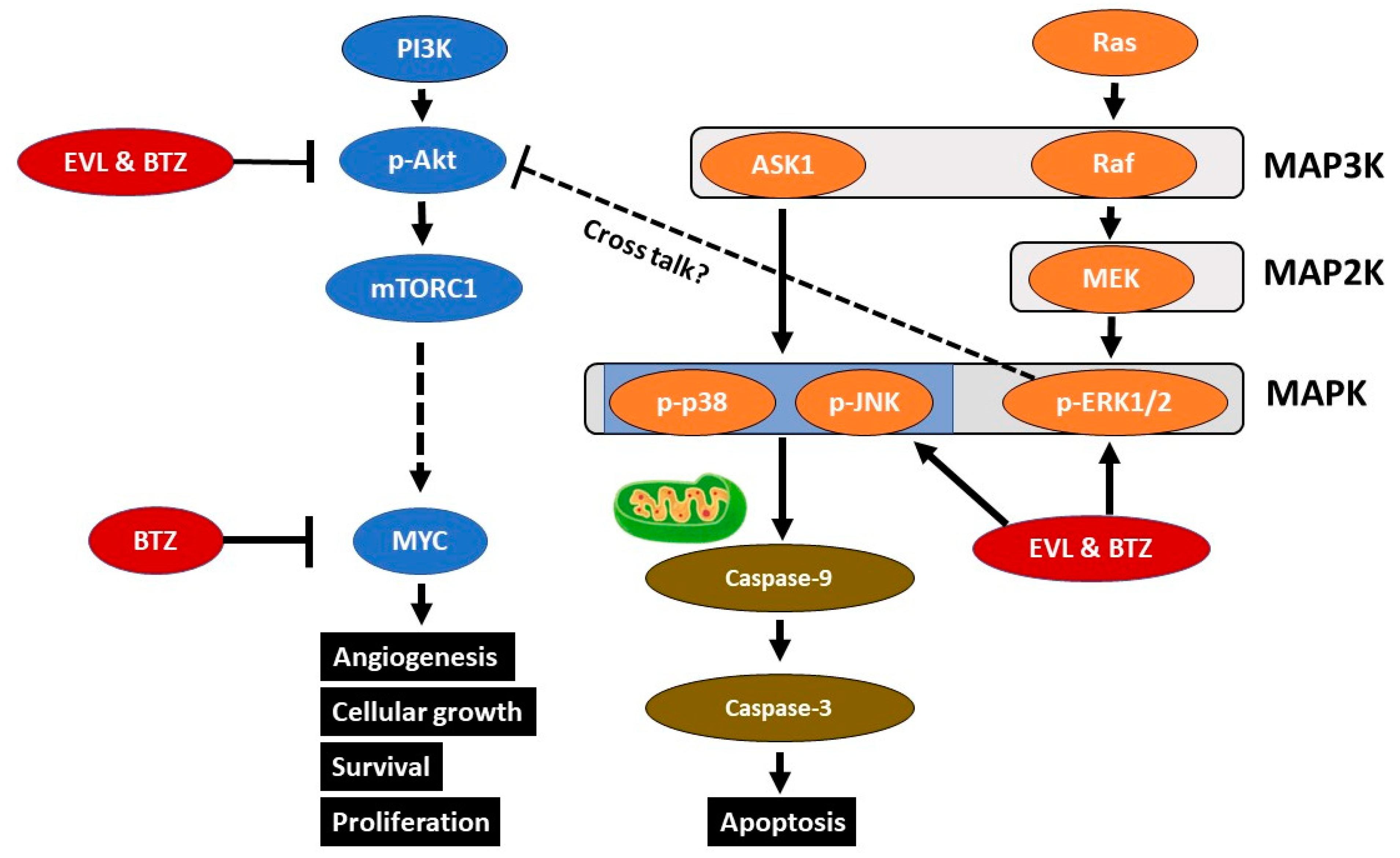 Cancers 15 02468 g007 Cancers 15 02468 g007