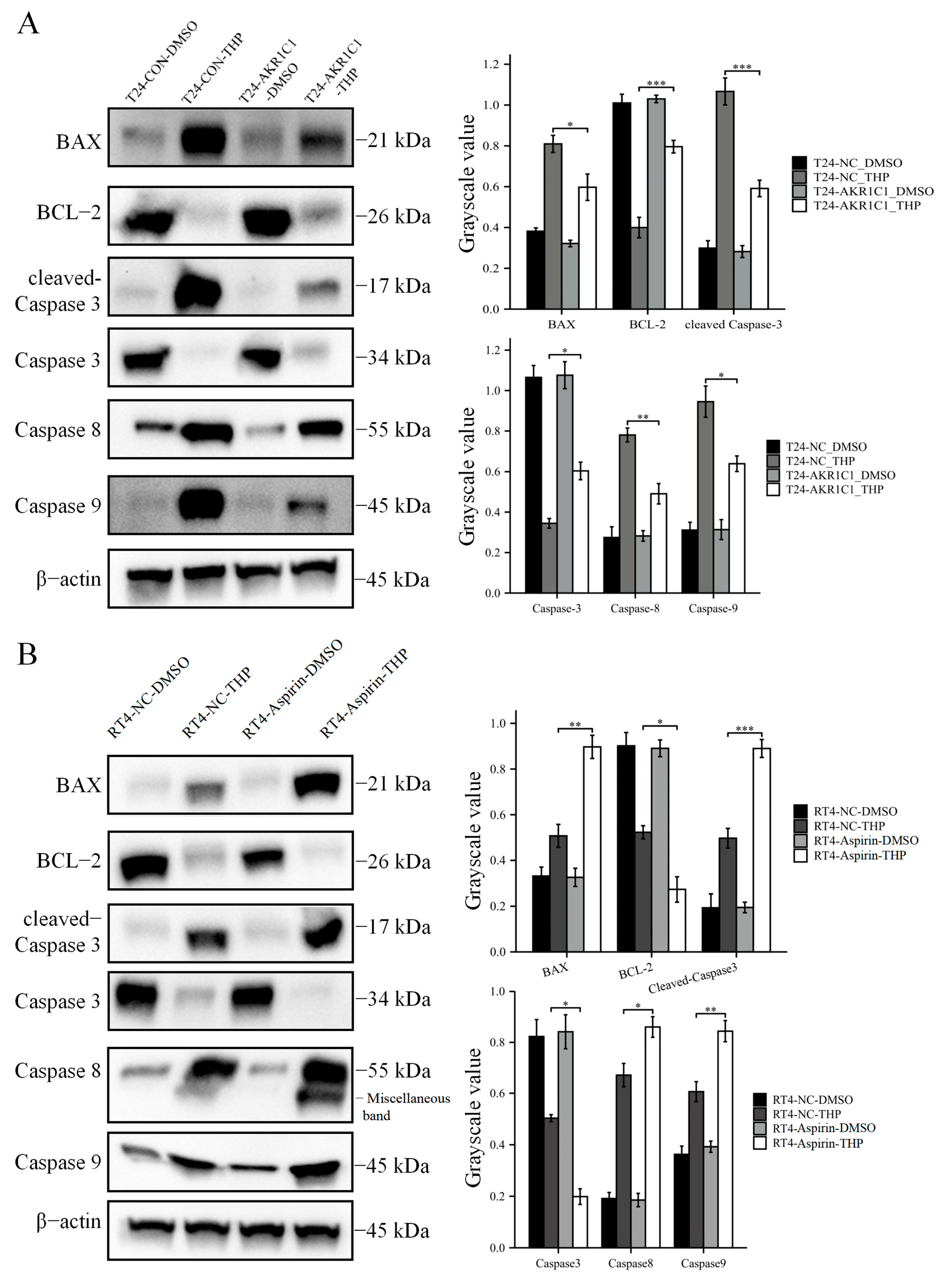 Cancers 15 02487 g007